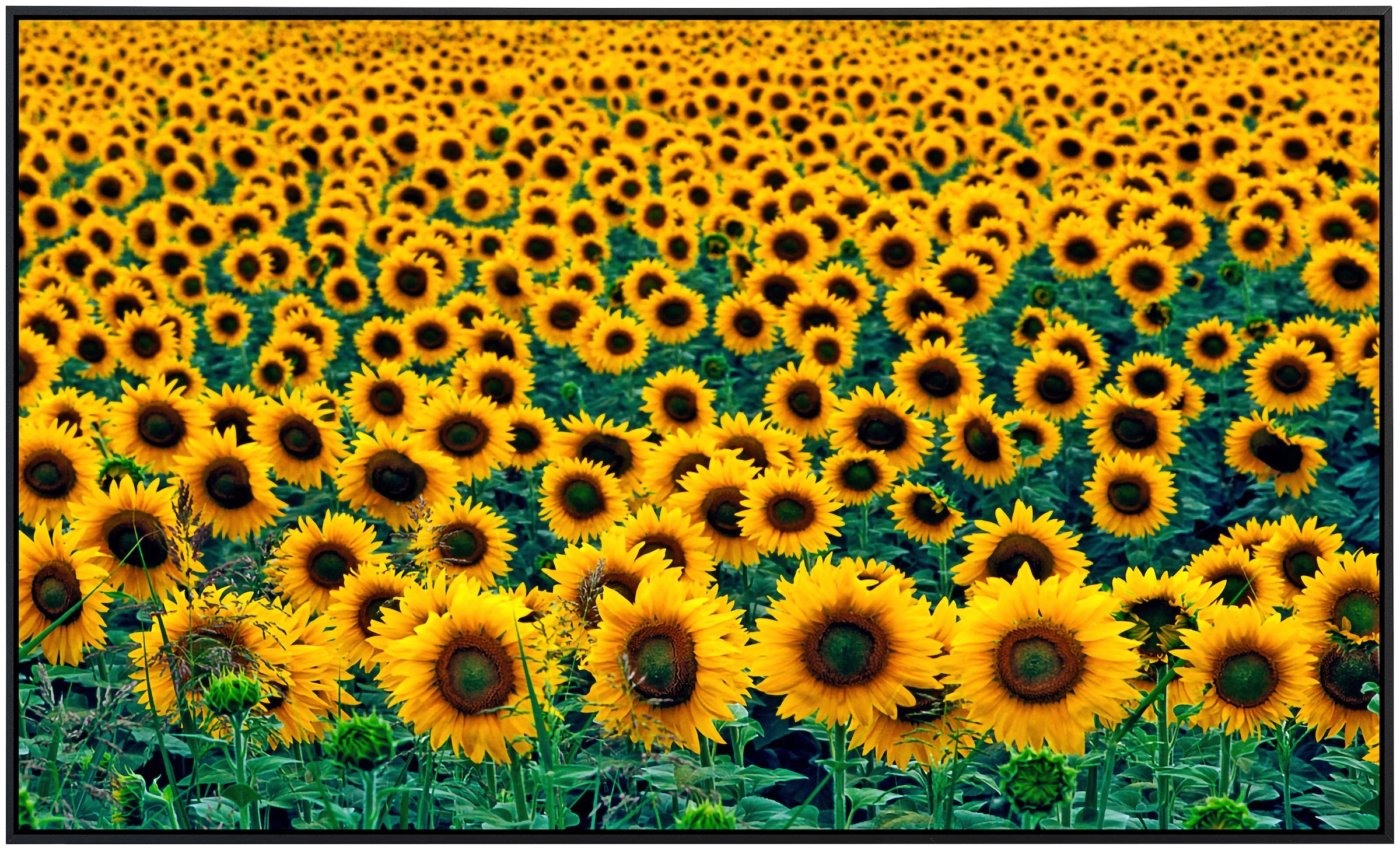 Papermoon Infrarotheizung »Feld der Sonnenblumen«, sehr angenehme Strahlungswärme