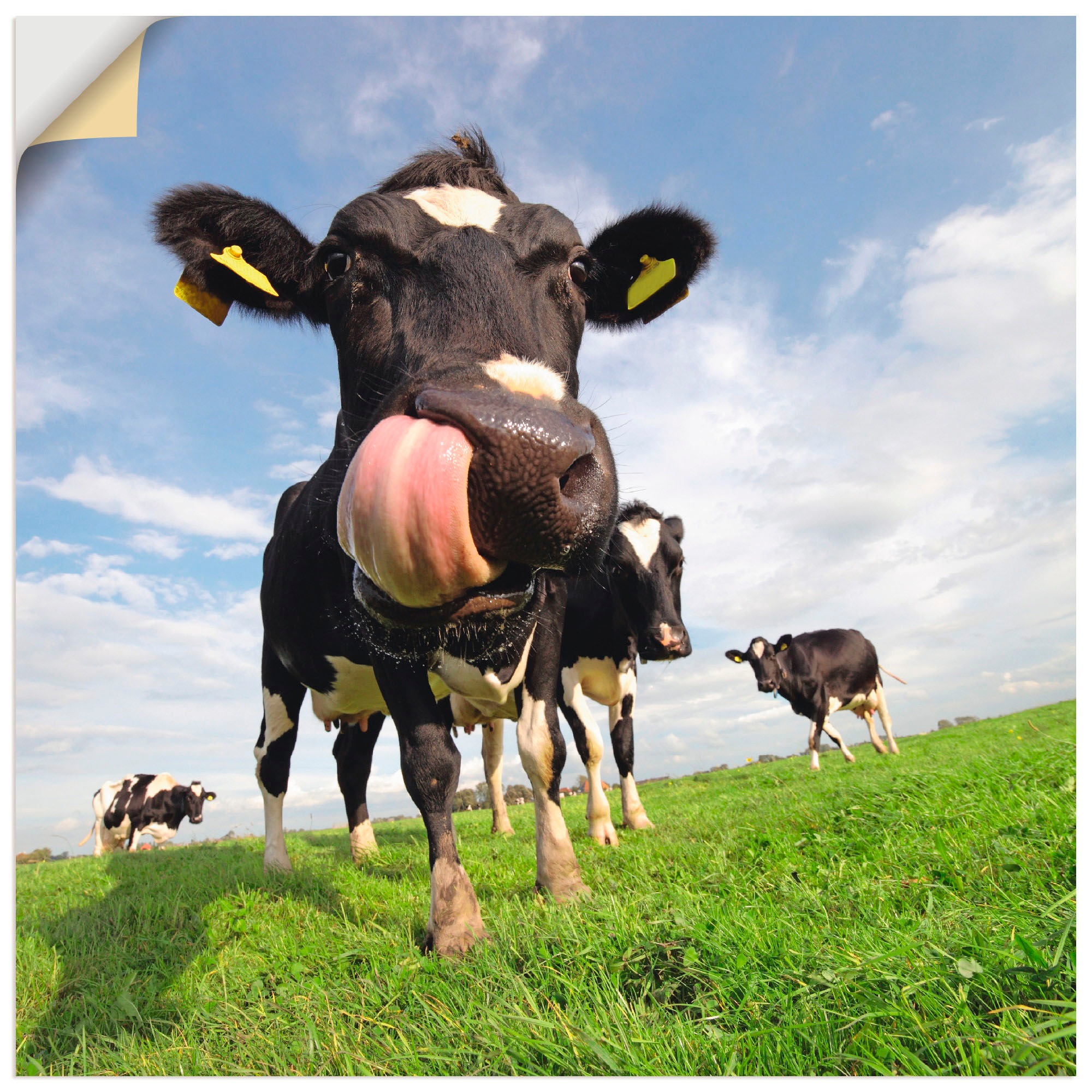 Wandbild »Holstein-Kuh mit gewaltiger Zunge«, Haustiere, (1 St.), als Alubild,...