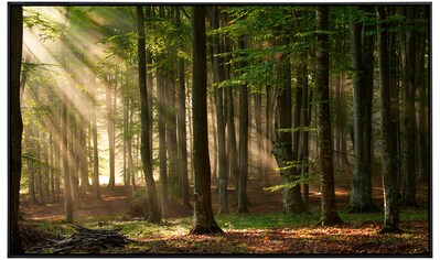 Papermoon Infrarotheizung »Herbstwald«, sehr angenehme Strahlungswärme kaufen