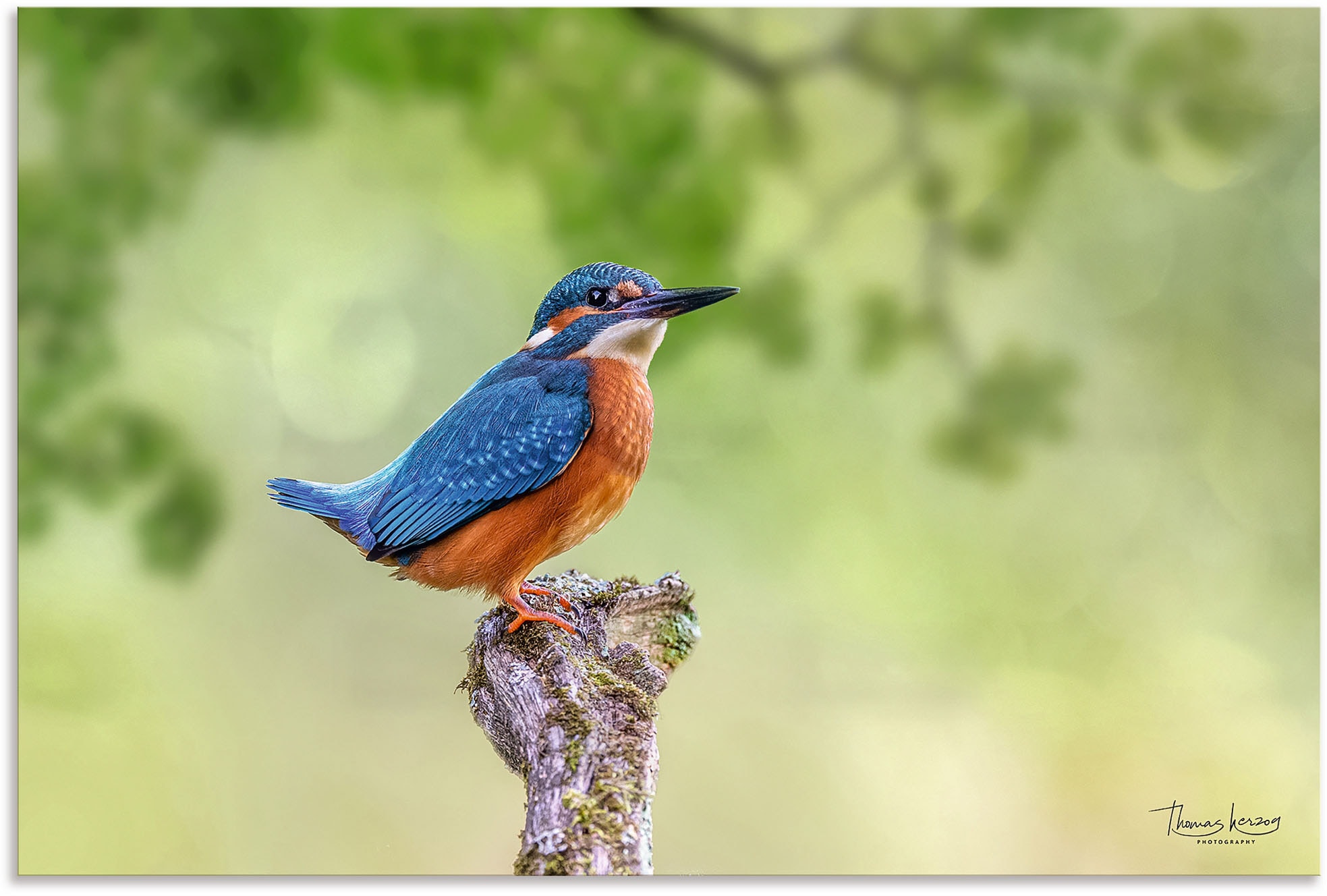Artland Alu-Dibond-Druck "Eisvogel II" Vogelbilder 1 Stk. tlg. für Innen- und Außenbereich geeignet, Outdoorbild