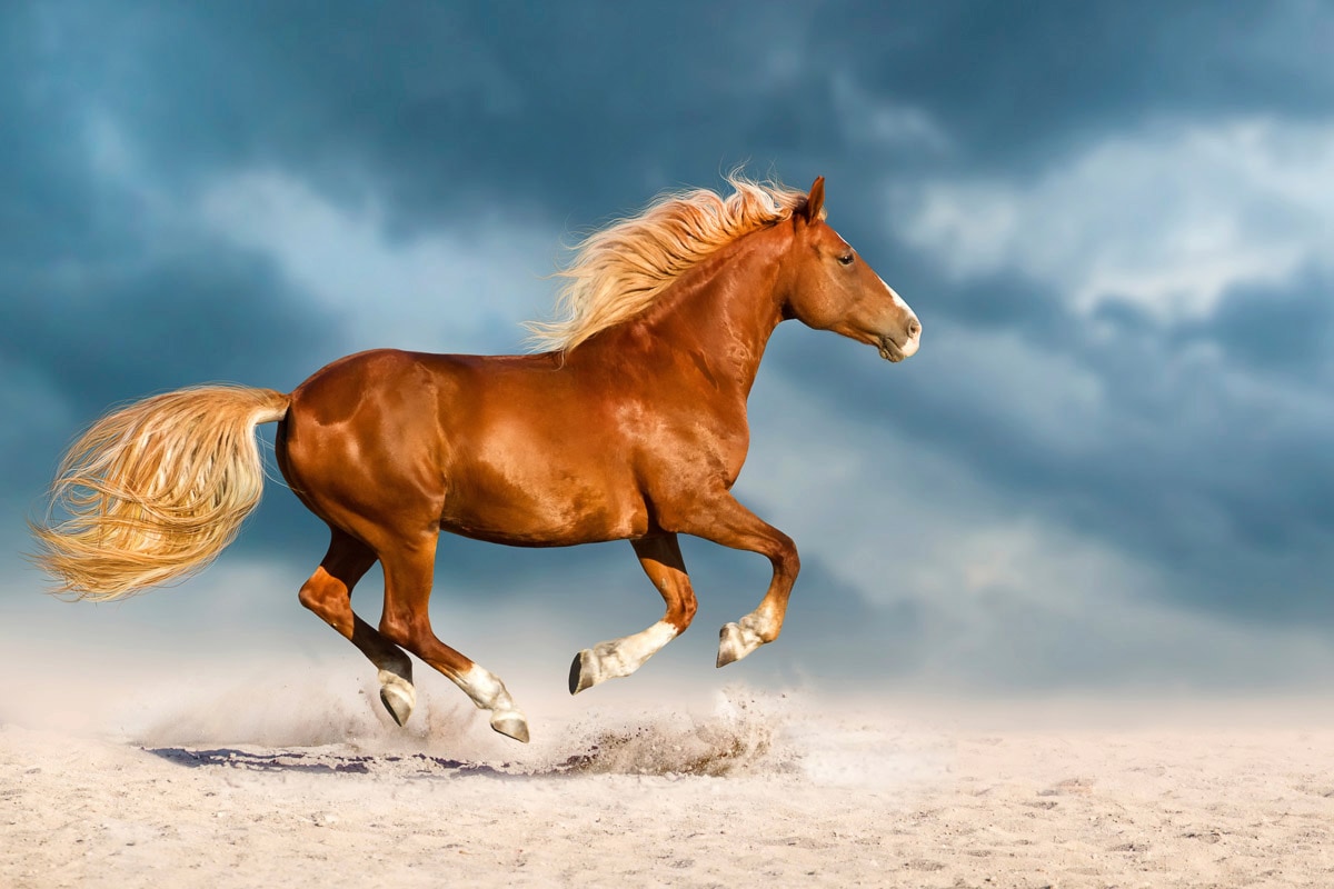 Papermoon Fototapete "Pferd"