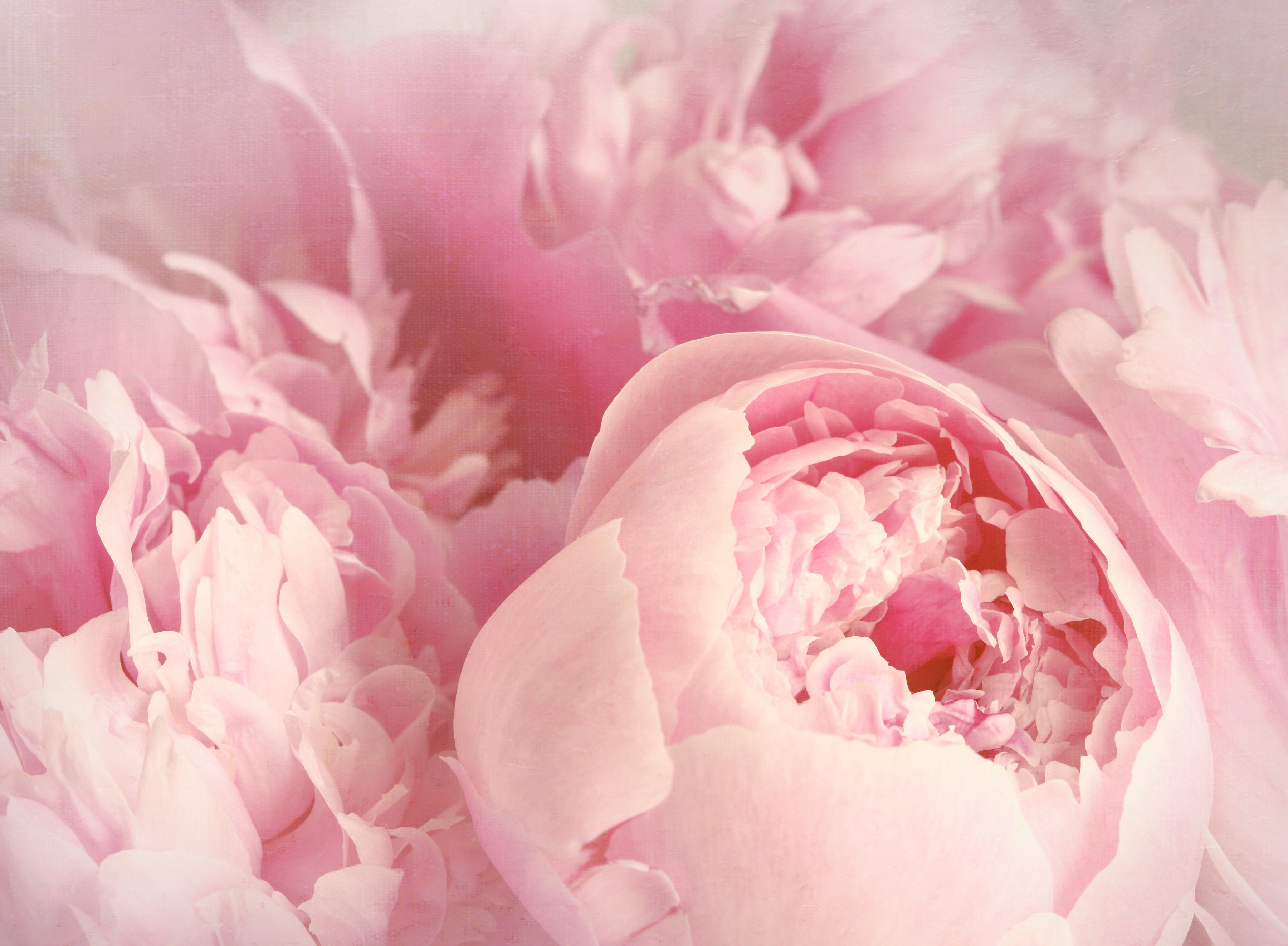 Papermoon Fototapete "Peony Flowers" glatt