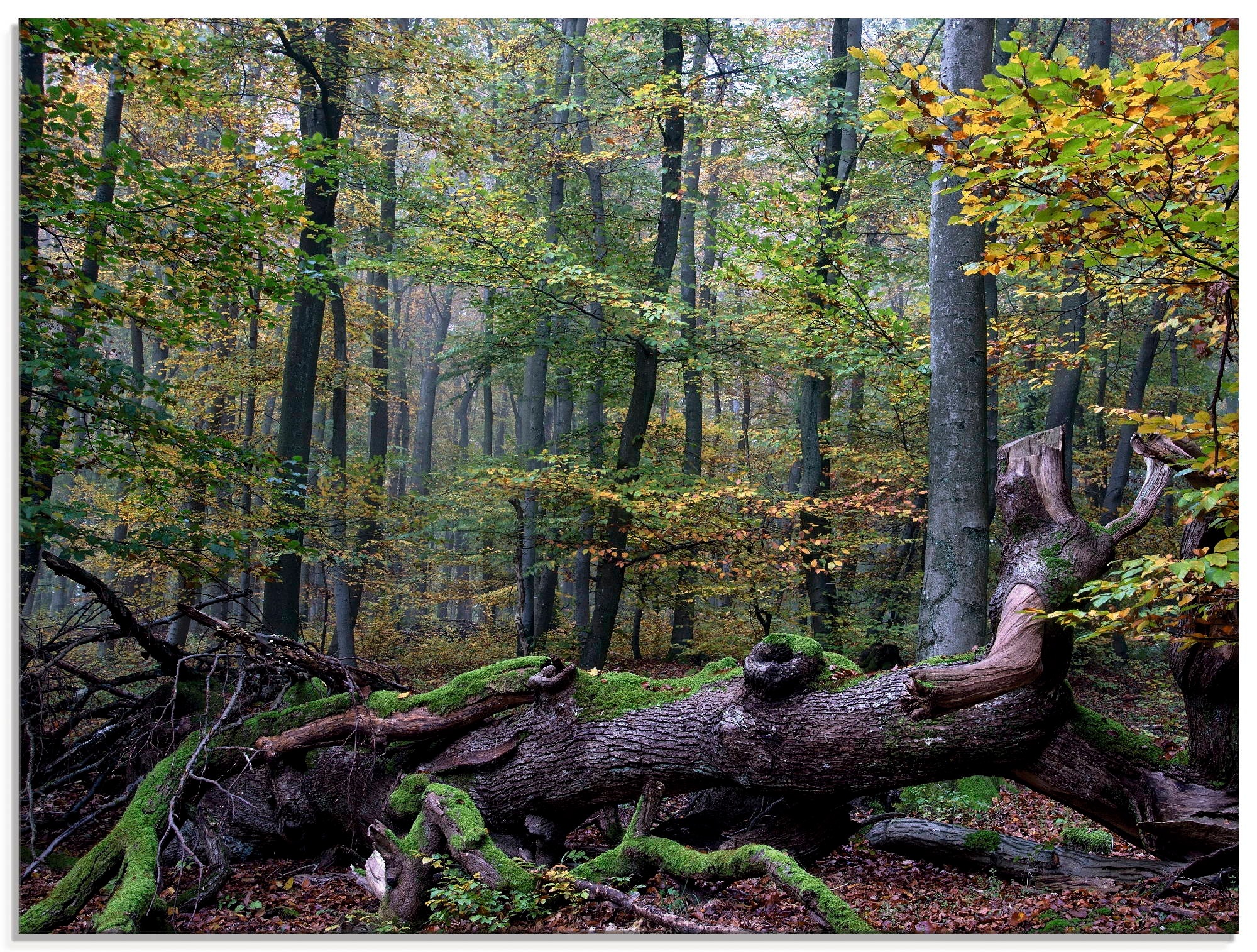 Artland Glasbild »Ein alter Riese, neuer Lebensraum«, Wald, (1 St.), in verschiedenen Größen