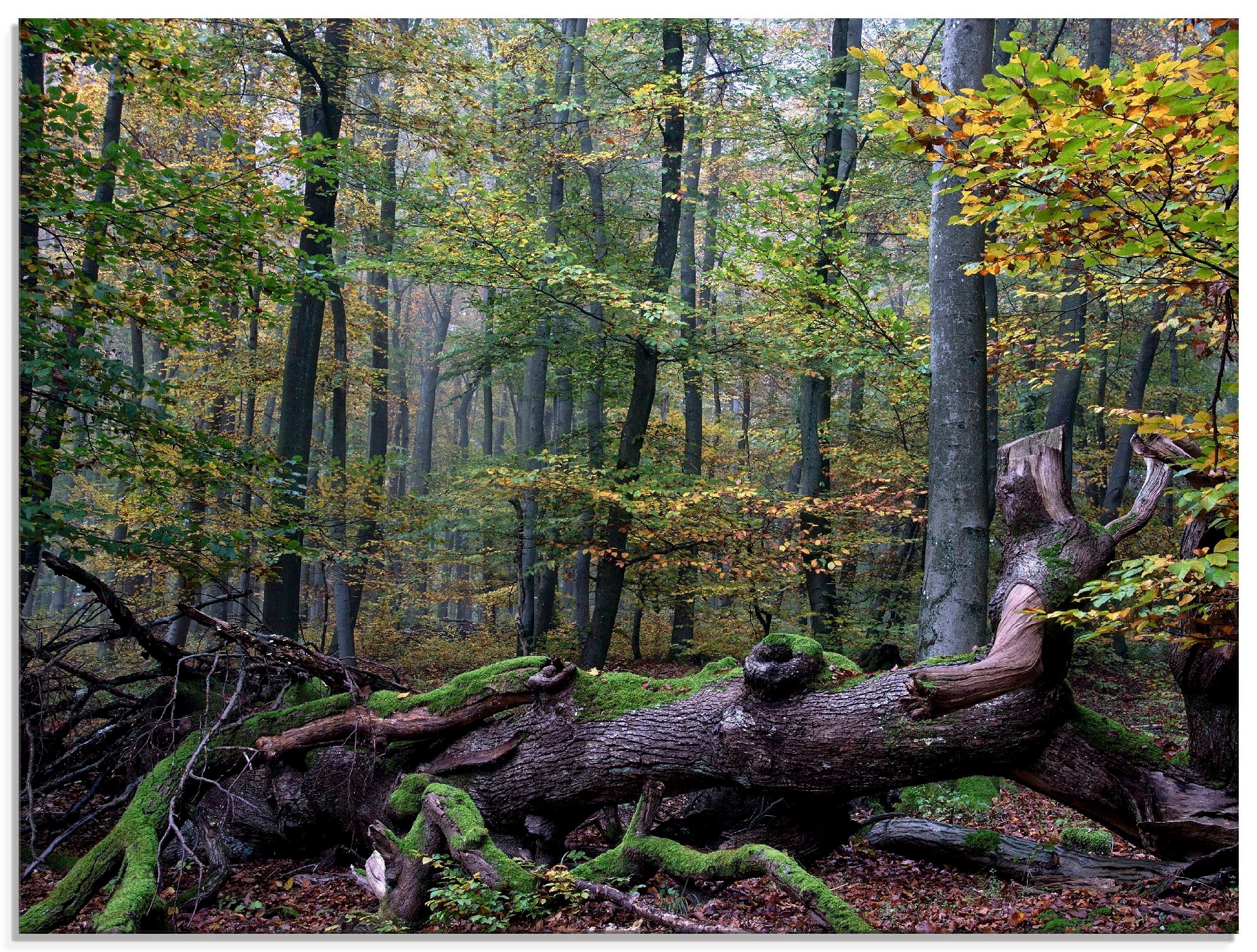 Glasbild »Ein alter Riese, neuer Lebensraum«, Wald, (1 St.), in verschiedenen Größen