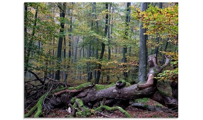 Glasbild »Ein alter Riese, neuer Lebensraum«, Wald, (1 St.)