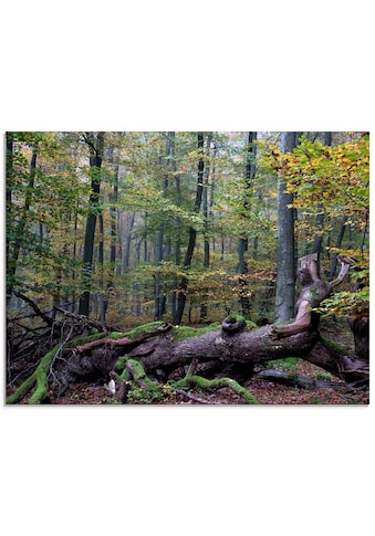 Glasbild »Ein alter Riese, neuer Lebensraum«, Wald, (1 St.), in verschiedenen Größen