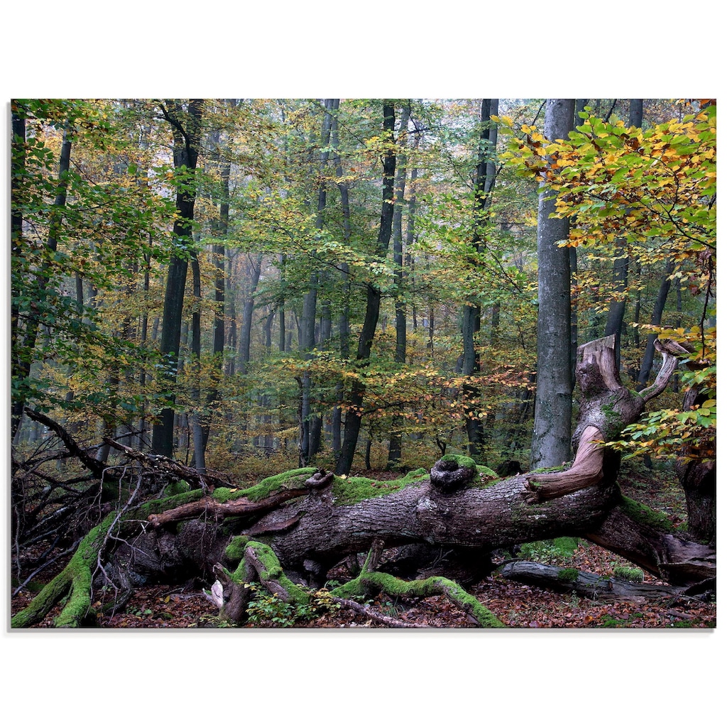 Artland Glasbild »Ein alter Riese, neuer Lebensraum«, Wald, (1 St.)
