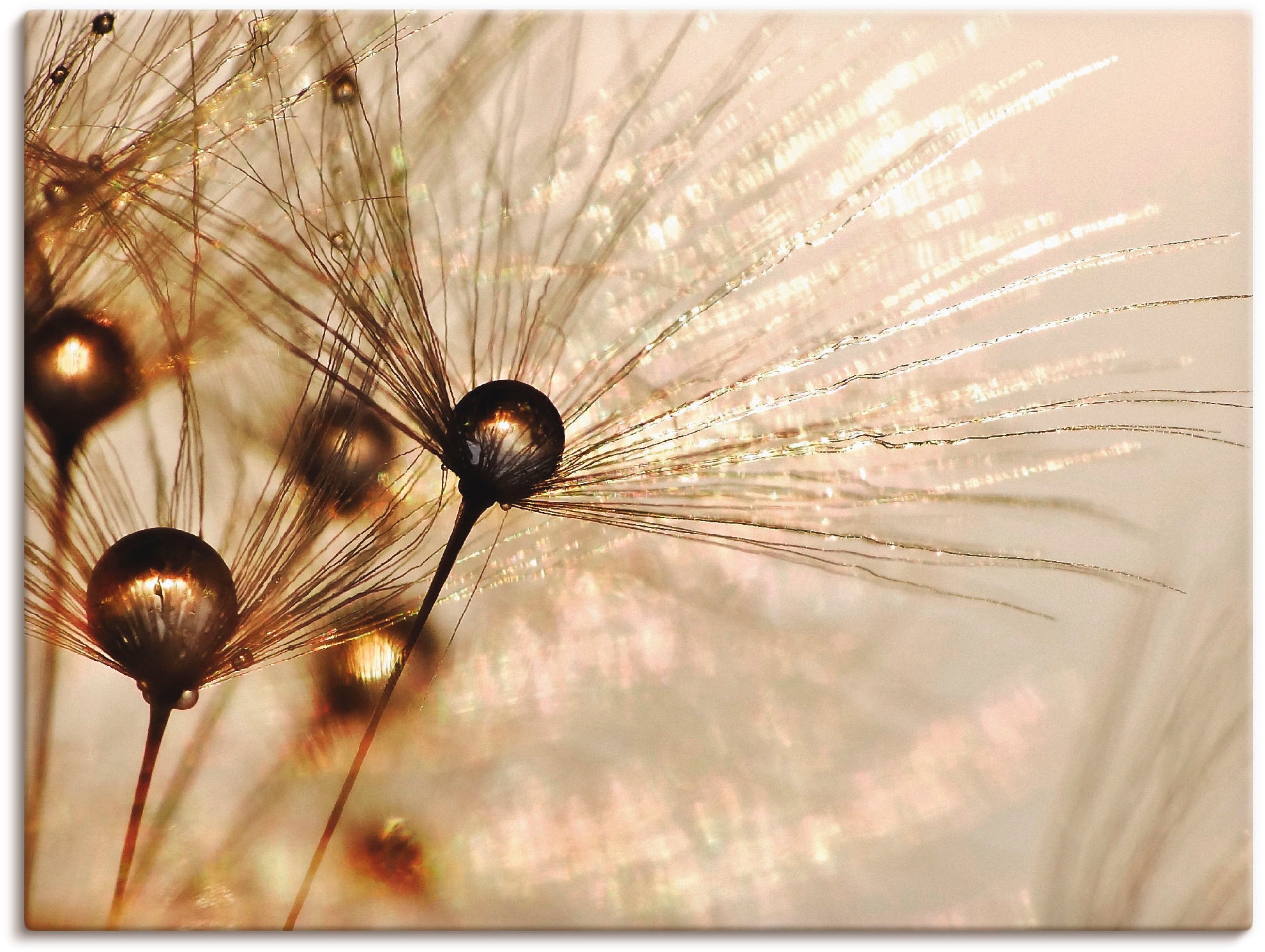 Artland Paveikslas »Pusteblume Goldener Tropfe...