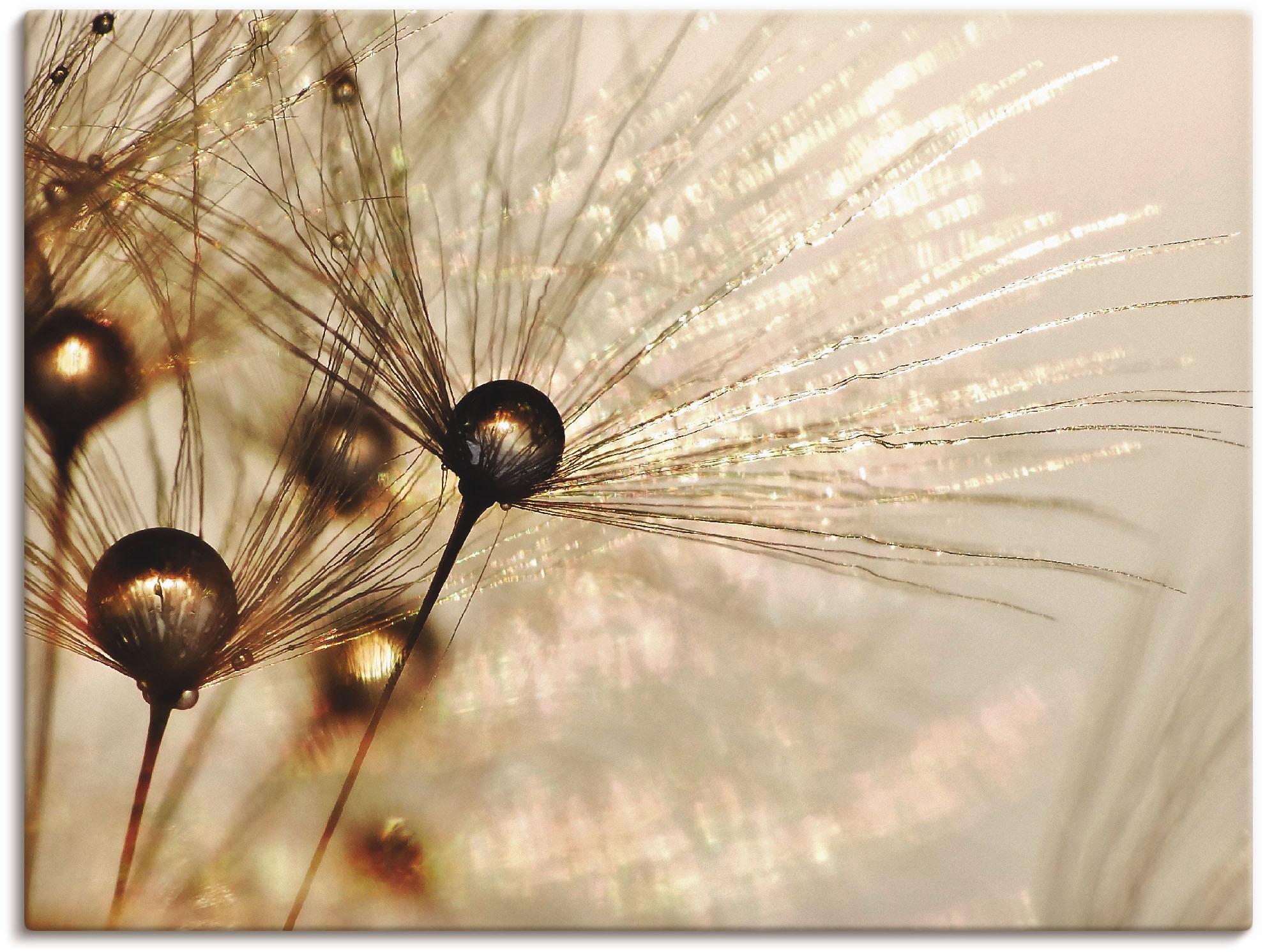 Artland Wandbild "Pusteblume Goldener Tropfen" Blumen 1 Stk. tlg. als Alubild, Leinwandbild, Poster in verschied. Größen
