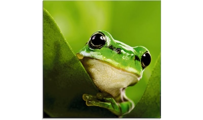 Glasbild »Ausspähender Frosch«, Wassertiere, (1 St.)