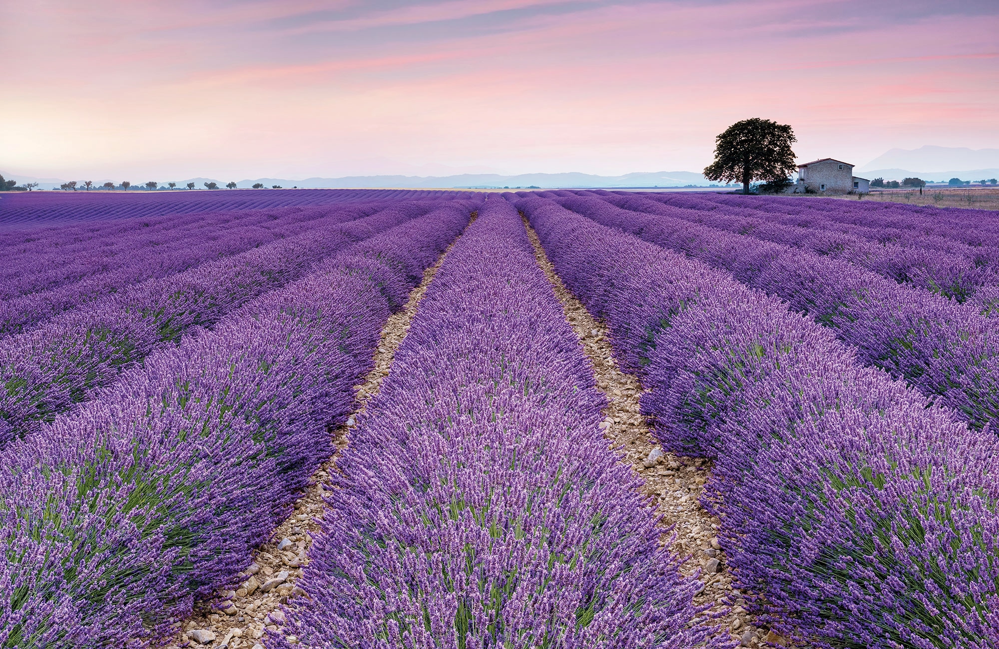 Komar Fototapete »Vlies Fototapete - Provence - Größe 400 x 260 cm« Motiv | bedruckt glatt