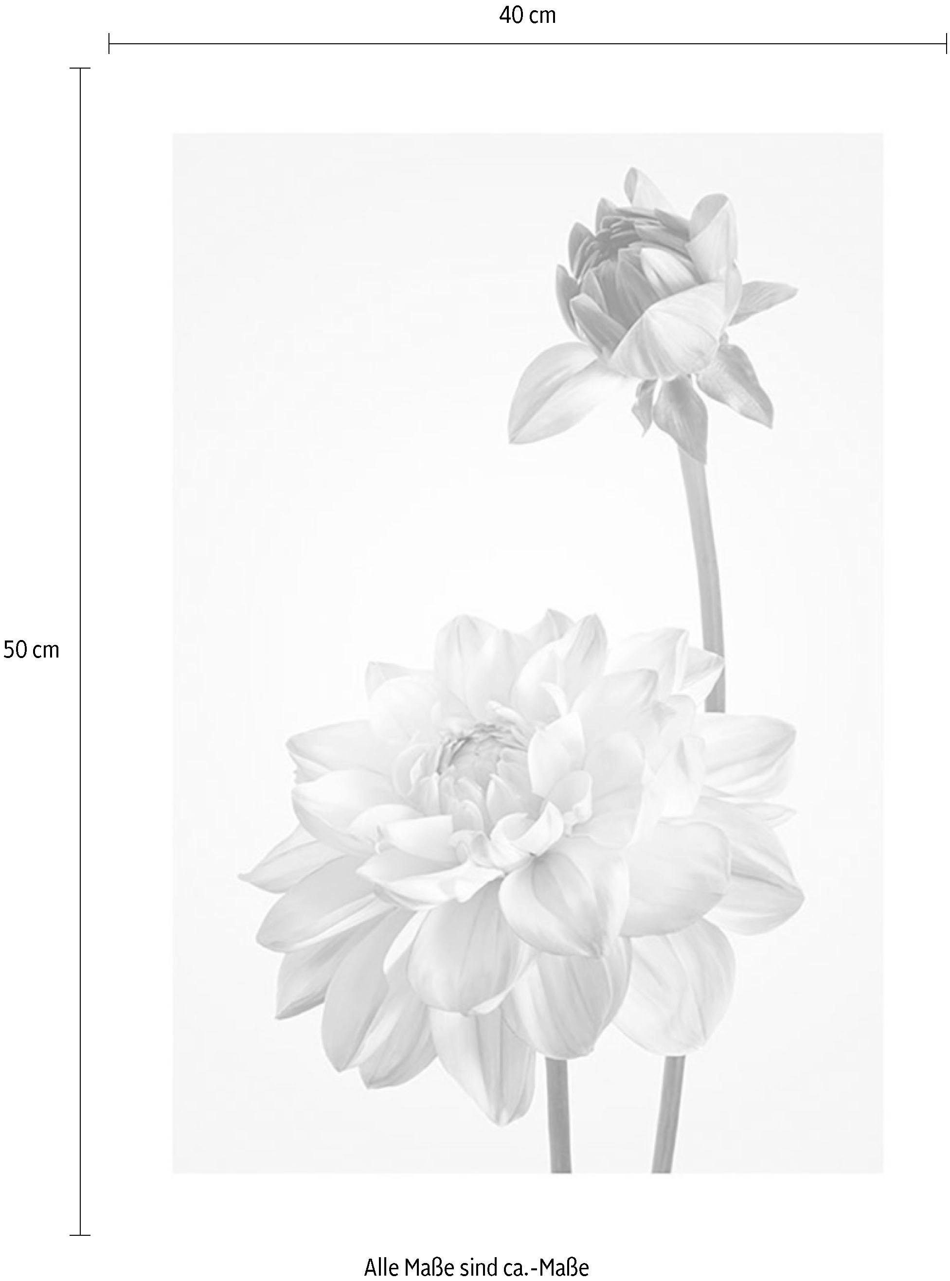 Komar Bild »Dahlia«, Blumen, (1 St.), Wandbild zur Dekoration - ohne Rahmen