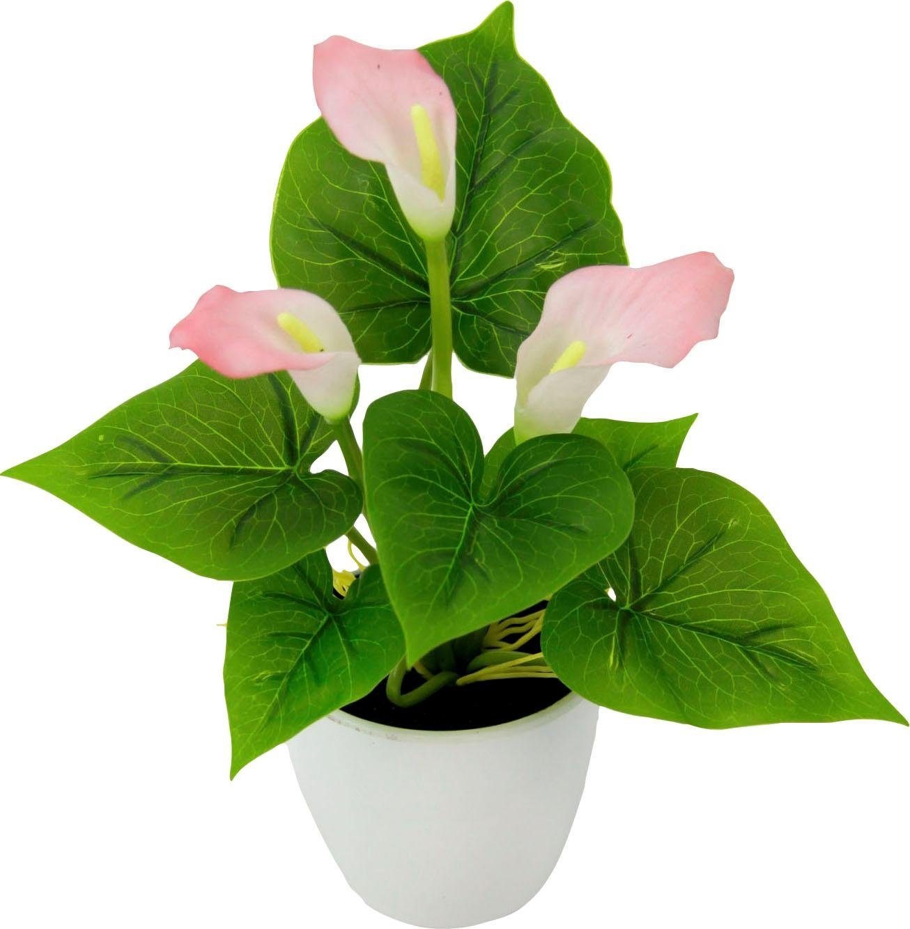 I.GE.A. Kunstpflanze "Mini Calla" günstig online kaufen