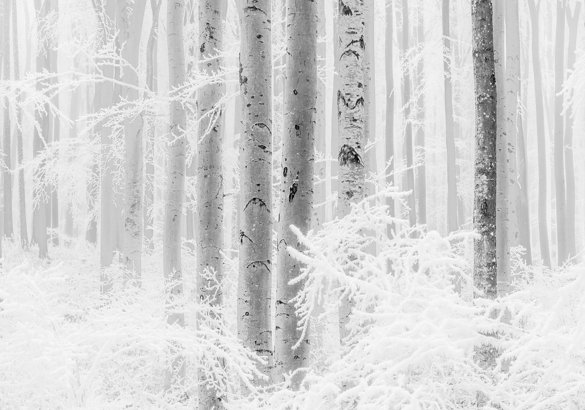 Vliestapete »Winter Wood«, 400x280 cm (Breite x Höhe), Vliestapete, 100 cm Bahnbreite