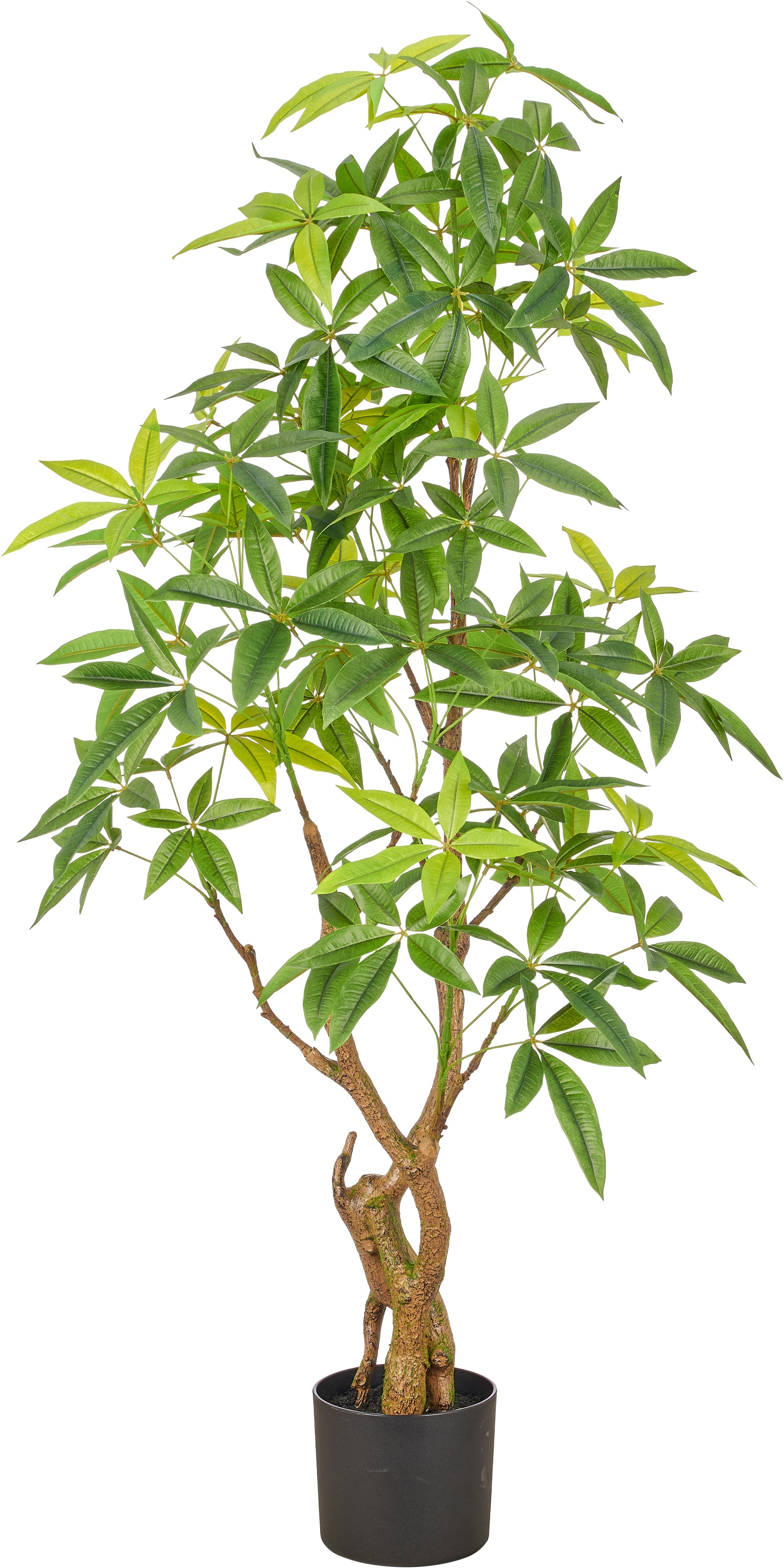 Creativ green Kunstbaum "Pachira" mit detailgetreuem Stamm