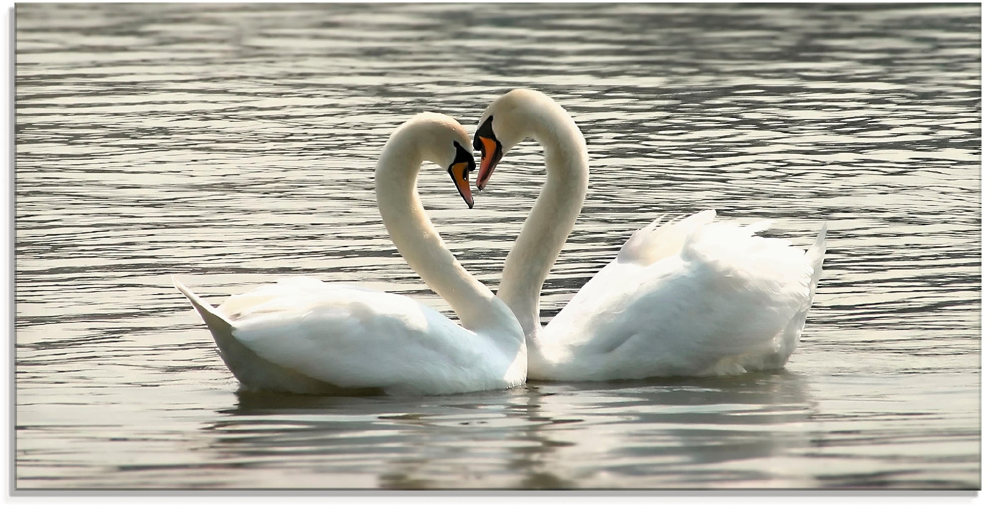 Artland Glasbild "Liebesspiel von Schwänen" Vögel 1 Stk. tlg. in verschiede günstig online kaufen