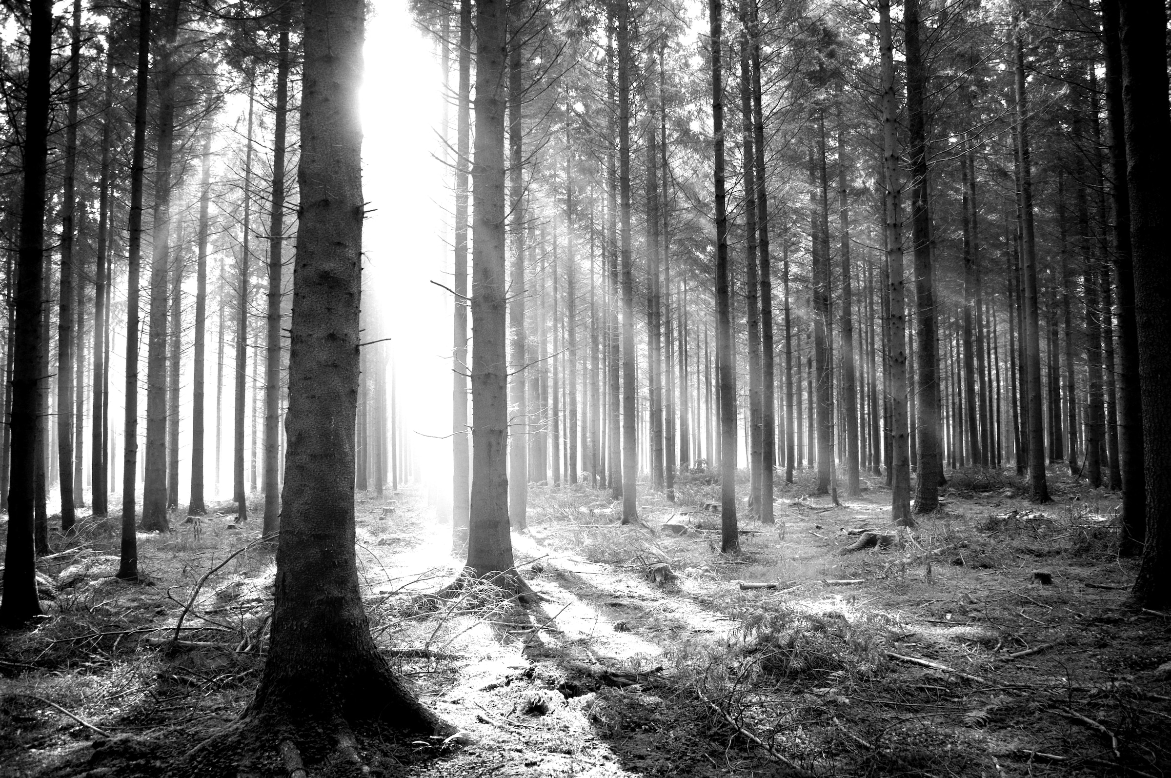Papermoon Fototapete "Wald Schwarz & Weiß" günstig online kaufen