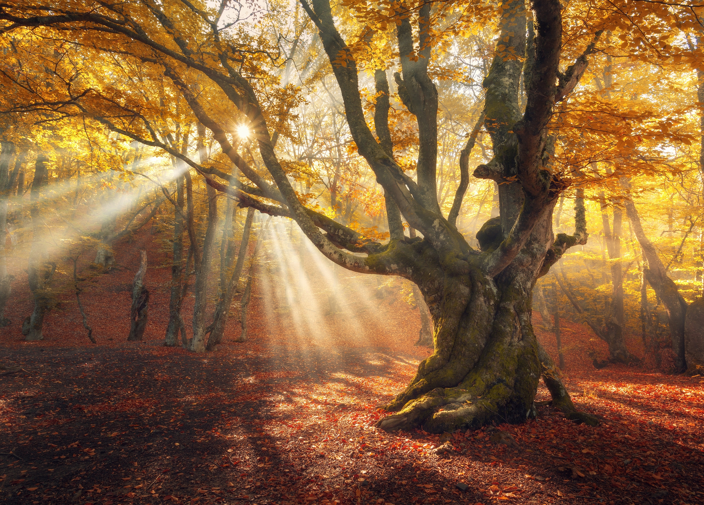 Papermoon Fototapetas »Magical Old Trees Autumn ...