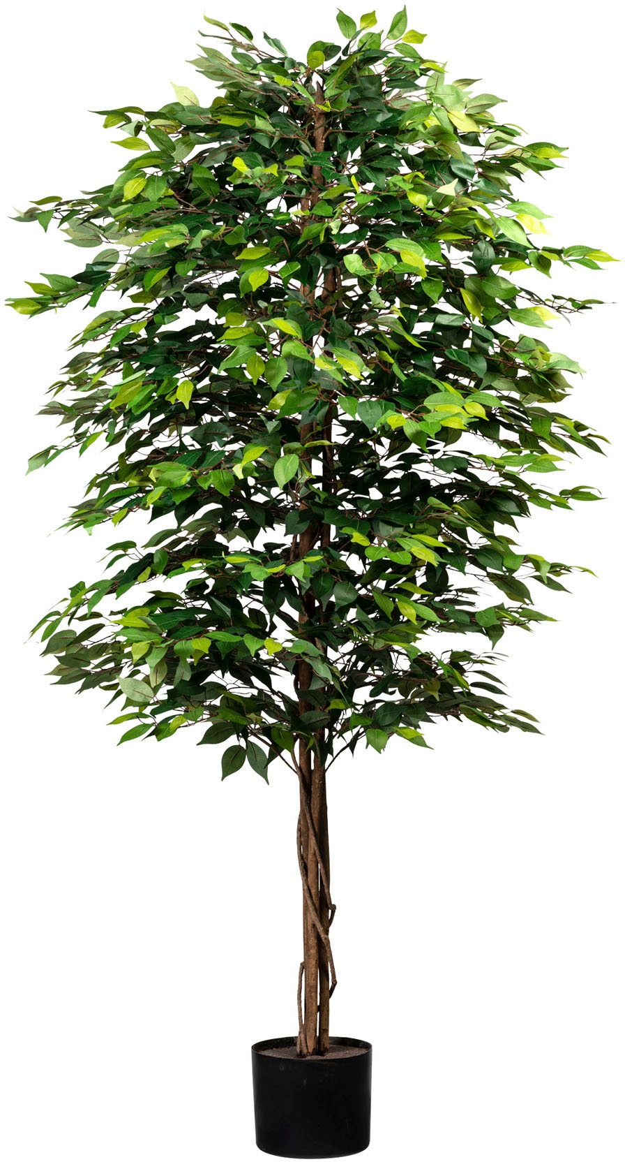 Creativ green Kunstpflanze »Ficus benjamini« su Natu...