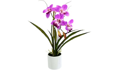 I.GE.A. Kunstorchidee »Orchidee«, (1 St.), im Keramiktopf kaufen
