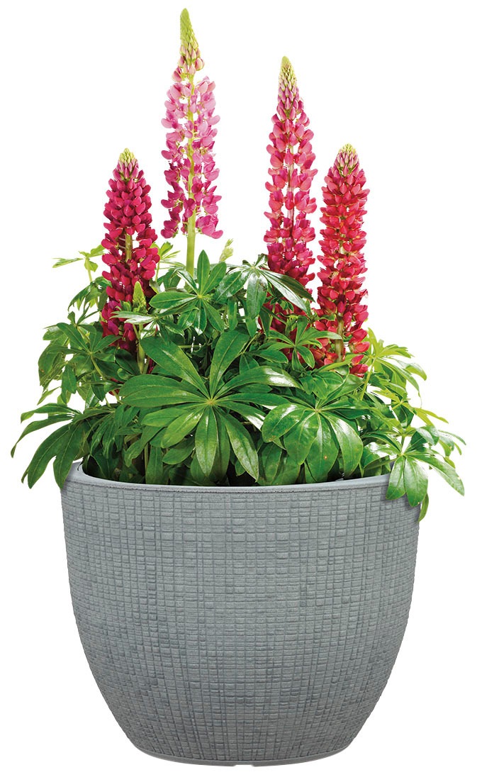 Scheurich Blumentopf »30/295 BARCEO«