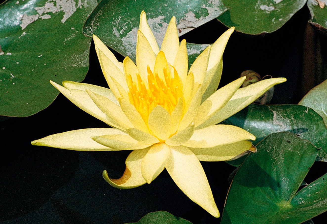 BCM Wasserpflanze »Seerose 'Sulphurea'«, (1 St.), Seerose gelb: 1 Pflanze kaufen