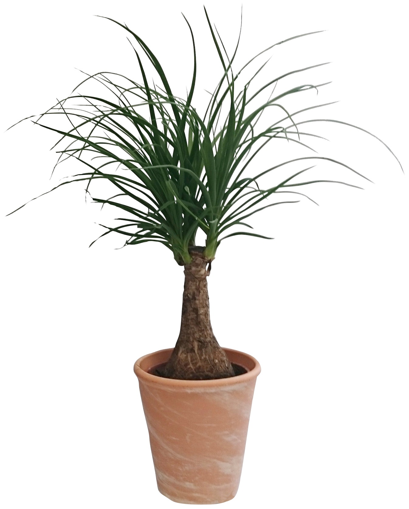 Dominik Zimmerpflanze »Elefantenfuß«, (1 St.), Höhe: 30 cm, 1 Pflanze im Dekotopf kaufen