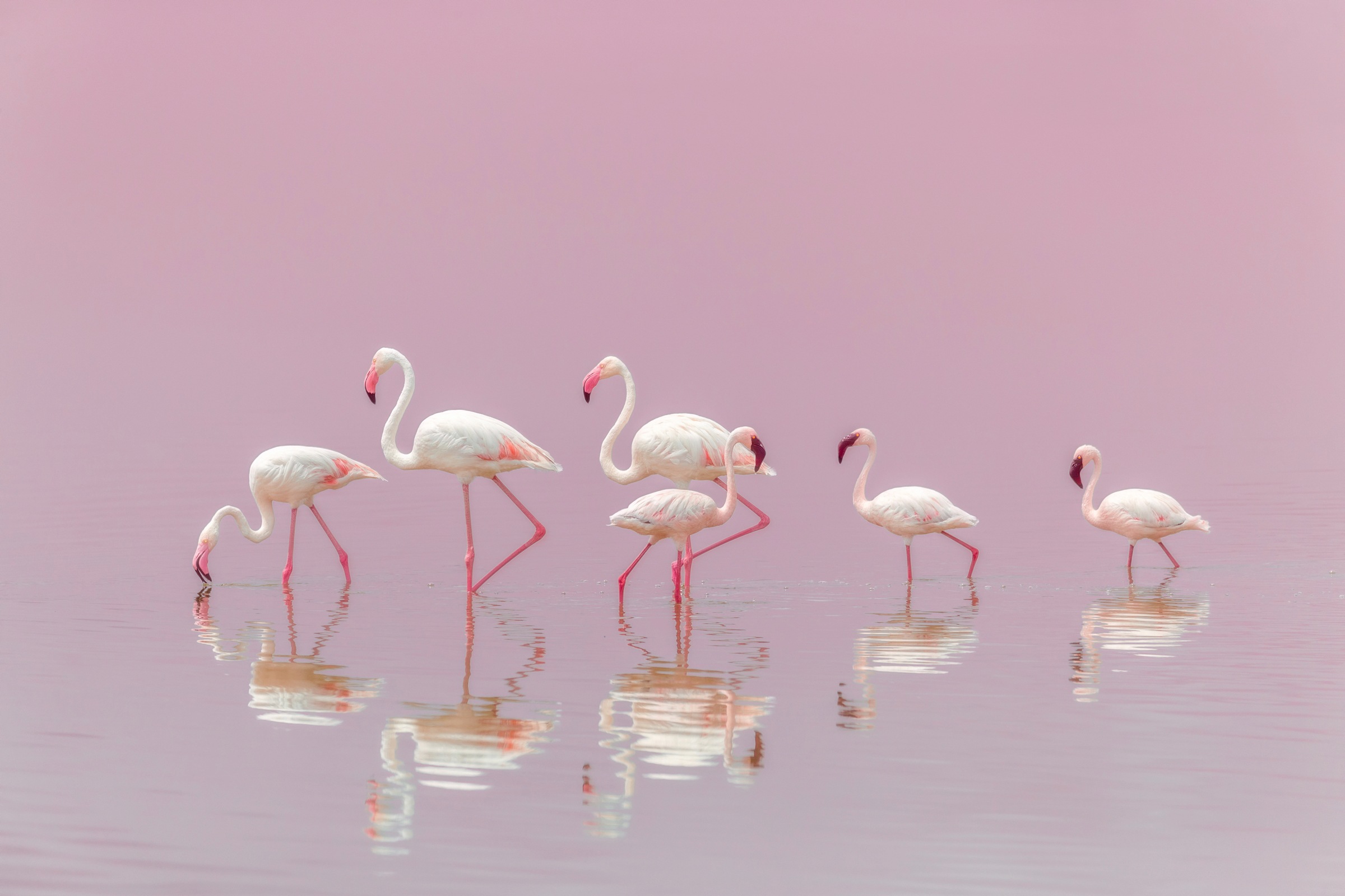 Papermoon Fototapete "Photo-Art EIJI ITOYAMA, FLAMINGOS"