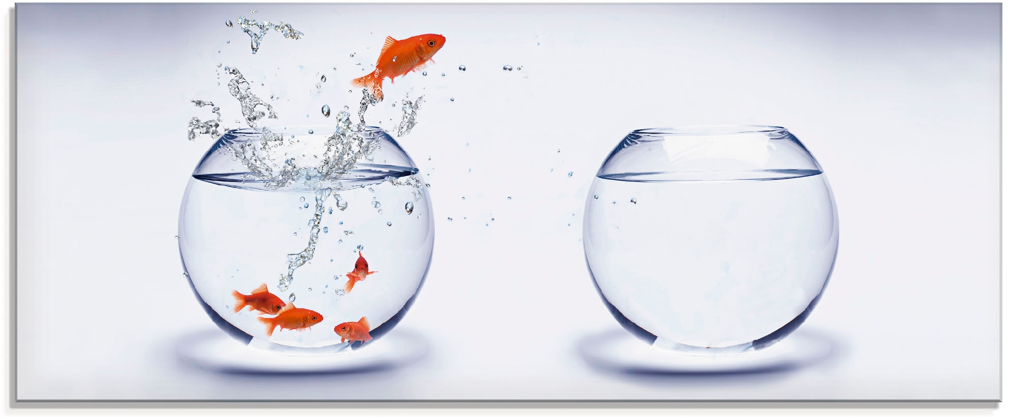 Artland Glasbild "Goldfischaquarium" Wassertiere 1 Stk. tlg. in verschieden günstig online kaufen
