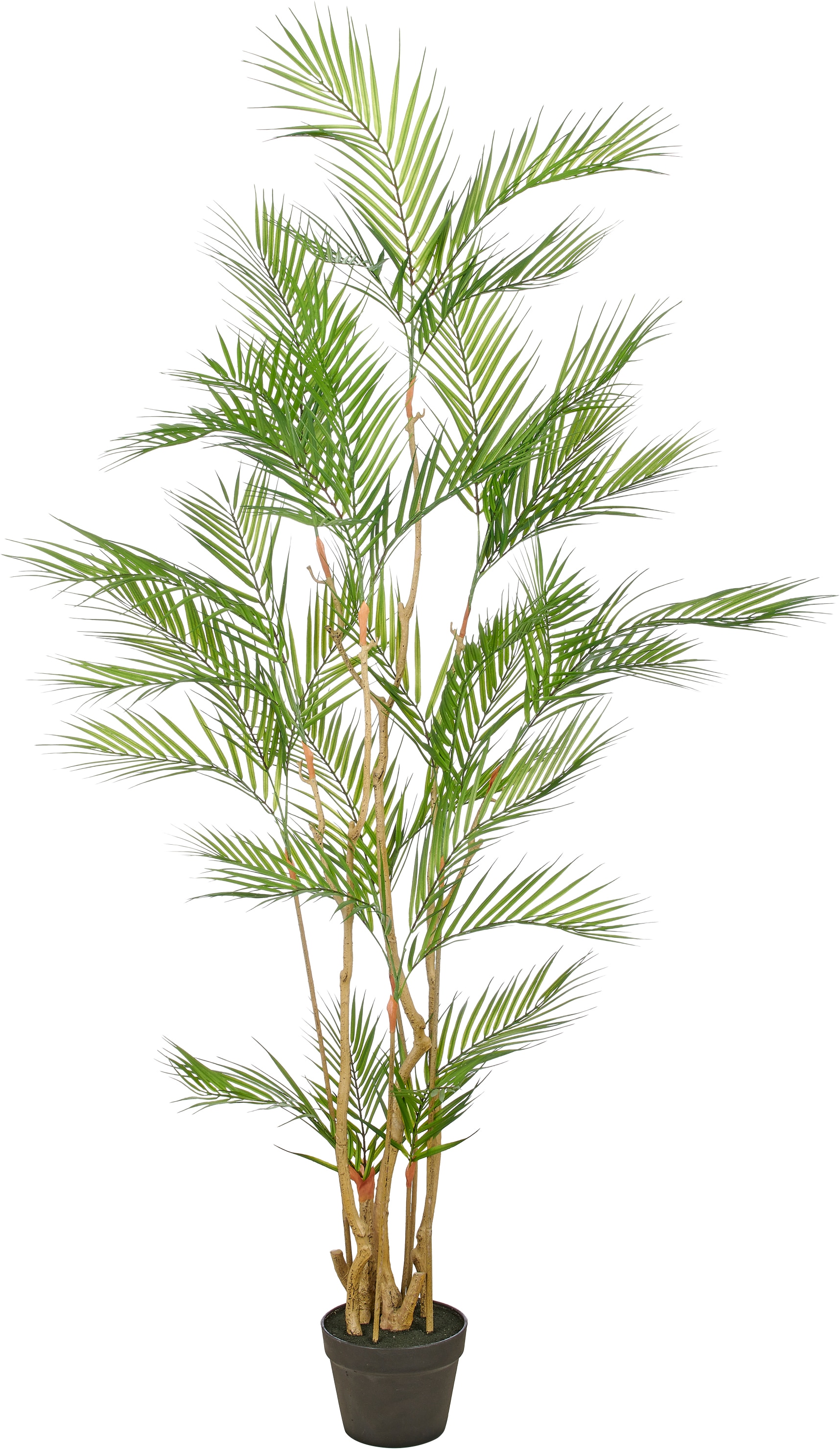 Creativ green Kunstpalme "Goldfruchtpalme" mit naturgetreuen Palmwedeln