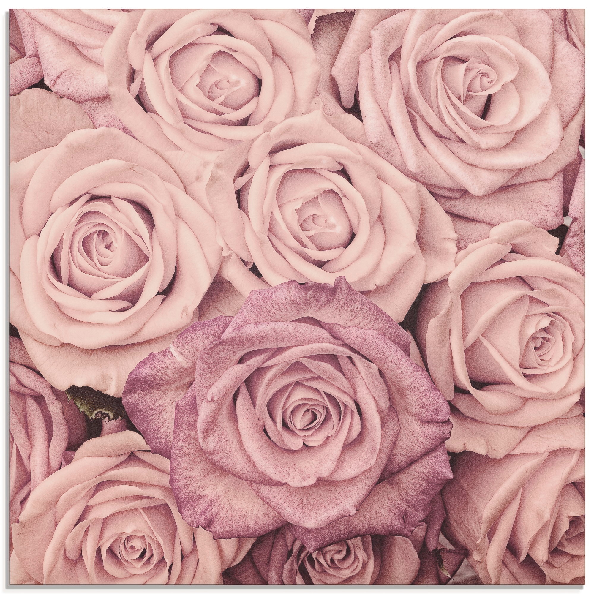 Artland Glasbild "Rosen", Blumen, (1 St.), in verschiedenen Größen