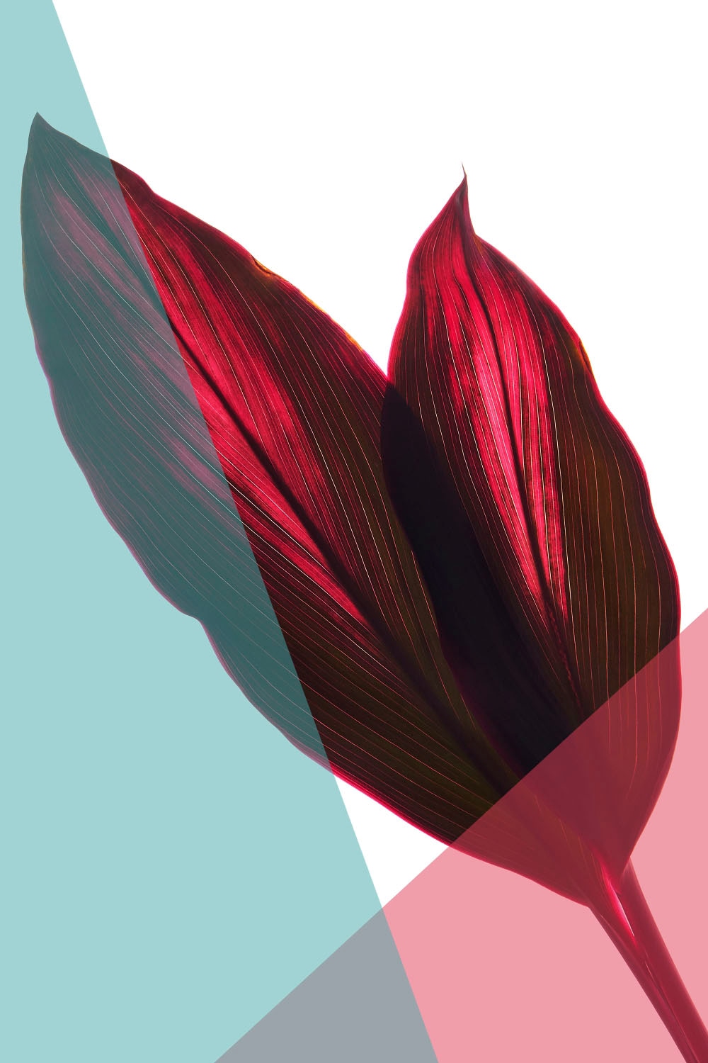 queence Acrylglasbild "Blätter" Blätter  Blätterbilder  Kunst  Pflanzen  Pf günstig online kaufen