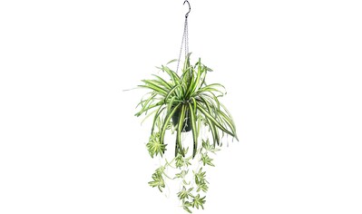 my home Kunstpflanze »Grünlilie«, (1 St.), Mit Hängeampe, künstliche Wasserlilie kaufen