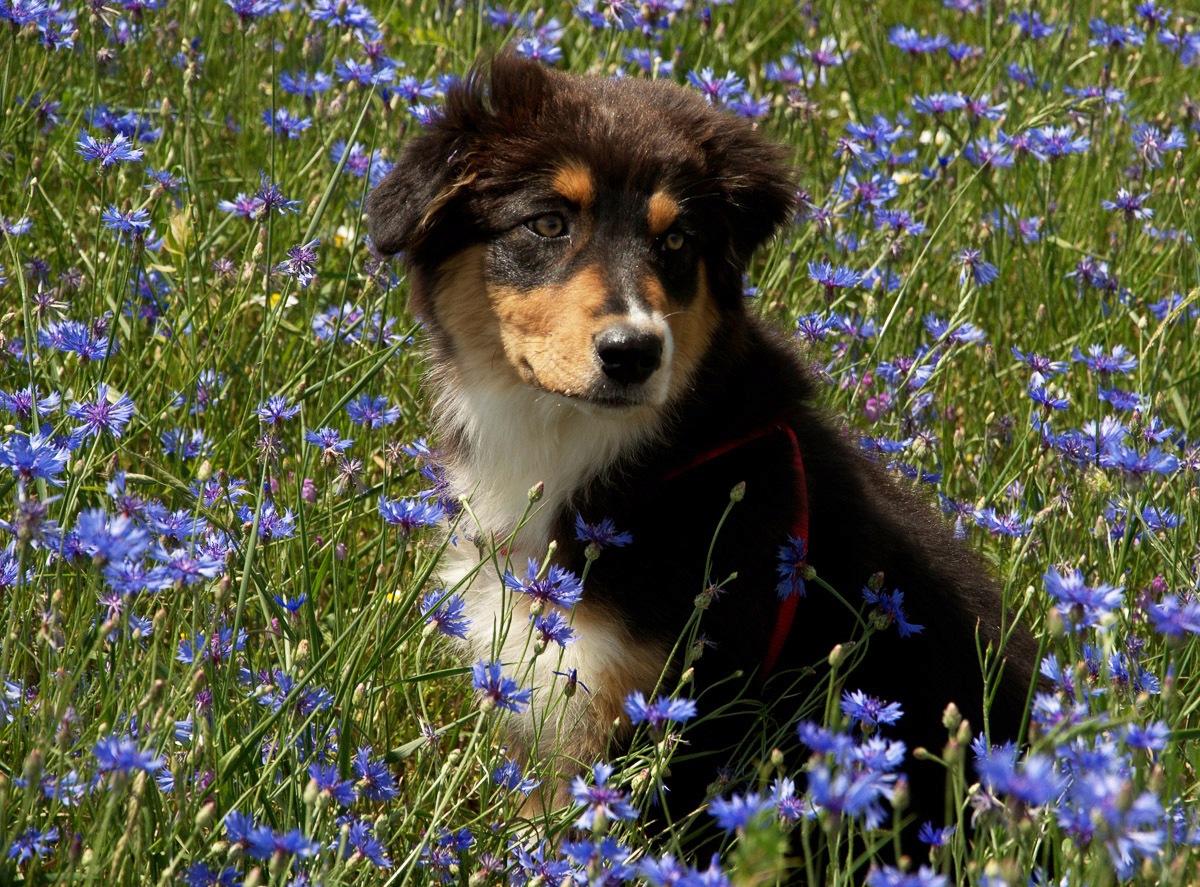 Papermoon Fototapete »Hütehund Welpe Australian Sheppard in Blumenwiese«