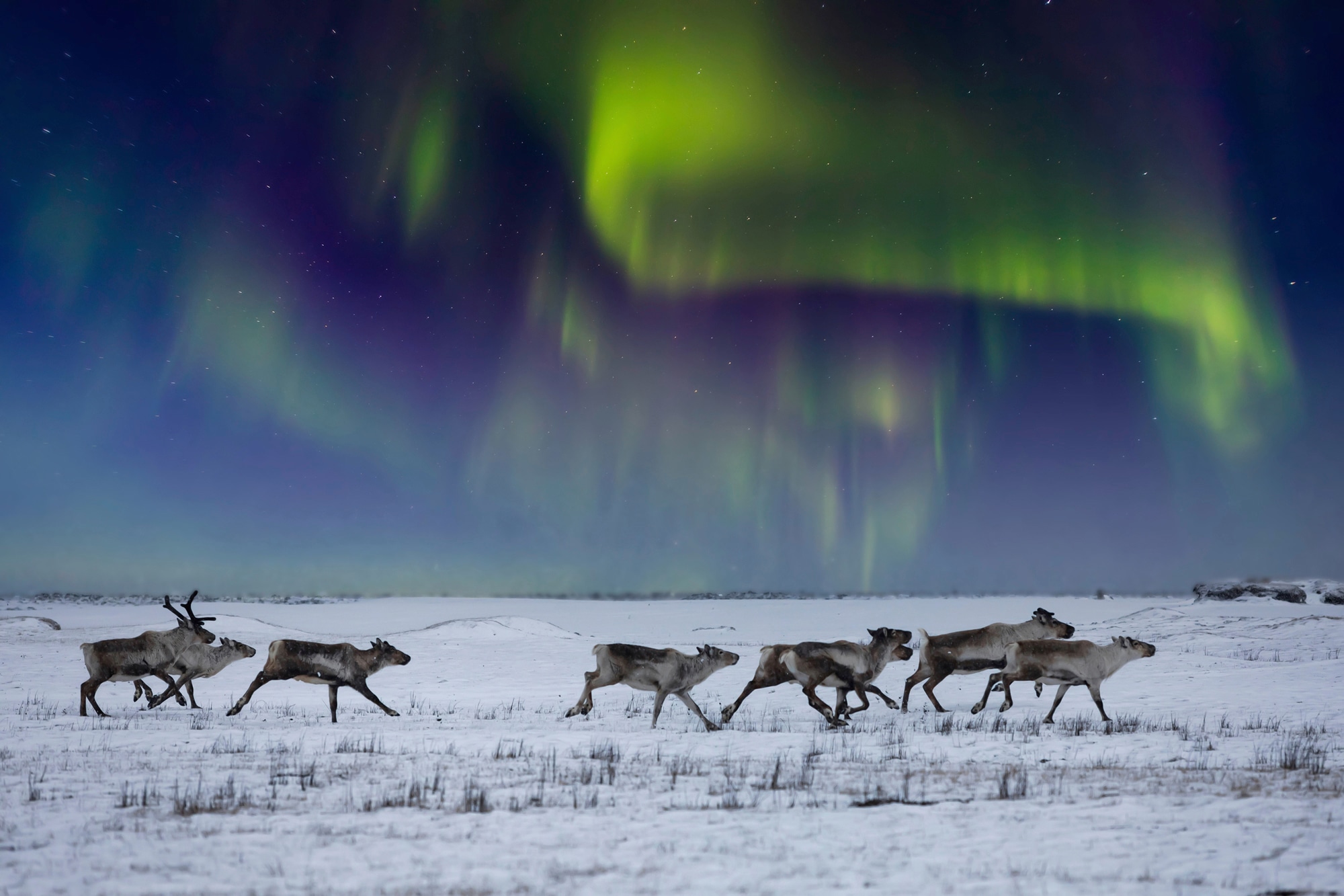 Papermoon Fototapete "NORDLICHT-RENTIERE TUNDRA NEBEL GEBIRGE SONNE WINTER"