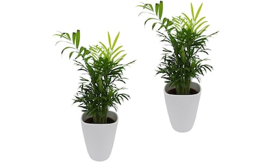 Dominik Zimmerpflanze »Palmen-Set«, (2 St.), Höhe: 30 cm, 2 Pflanzen in Dekotöpfen kaufen