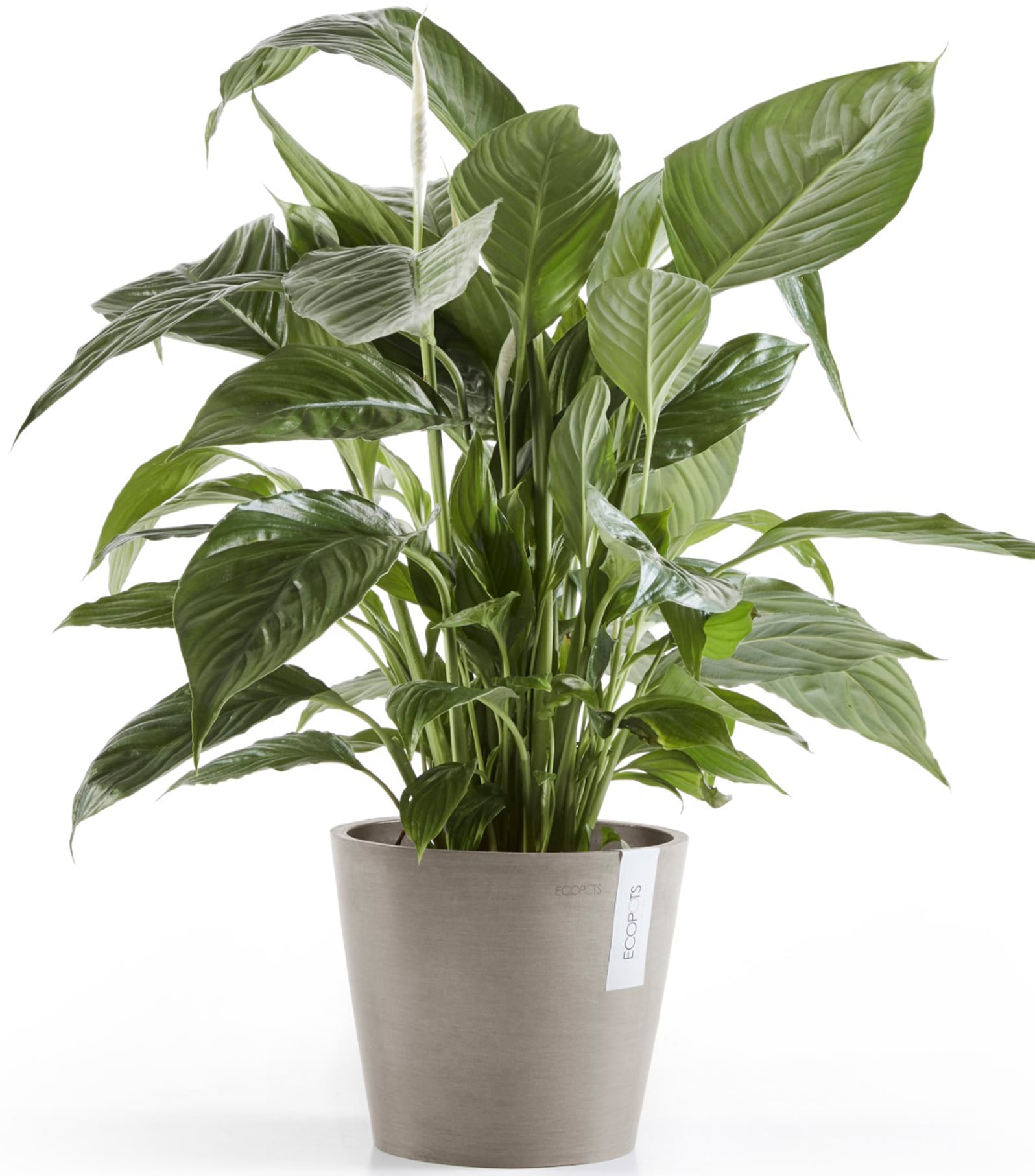 ECOPOTS Blumentopf »Amsterdam 20 + Wassersystem Taupe«, für innen und außen: frostsicher, bruchsicher und lichtbeständig