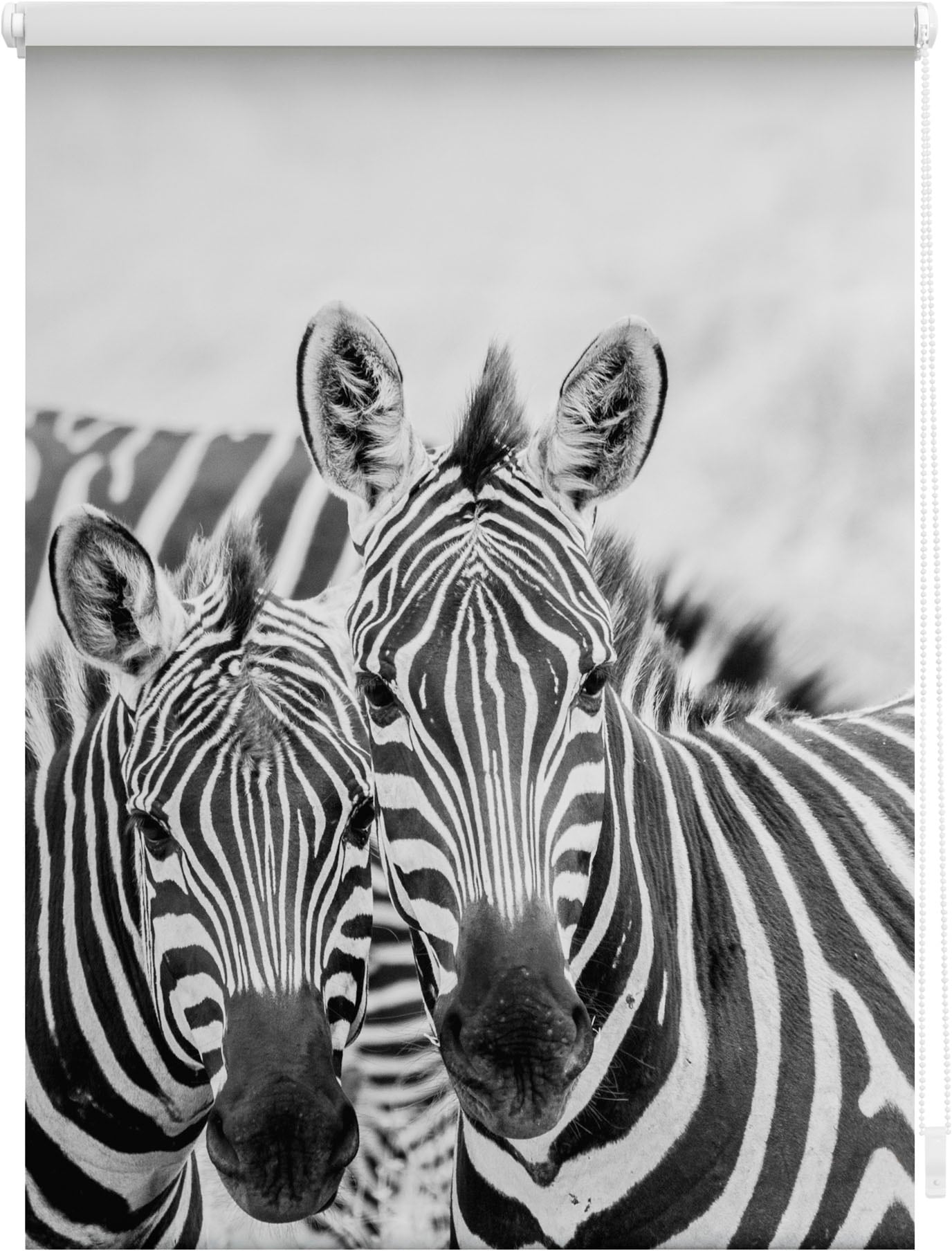 Seitenzugrollo »Klemmfix Motiv Zebra«, Lichtschutz, ohne Bohren, freihängend, bedruckt