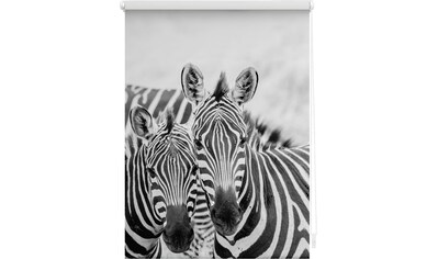 Seitenzugrollo »Klemmfix Motiv Zebra«, Lichtschutz, ohne Bohren, freihängend, bedruckt
