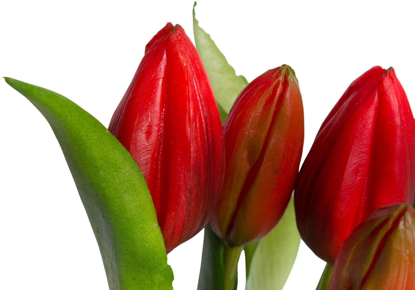 my home Kunstblume »Tulpenpflanze mit 5 Knospen«
