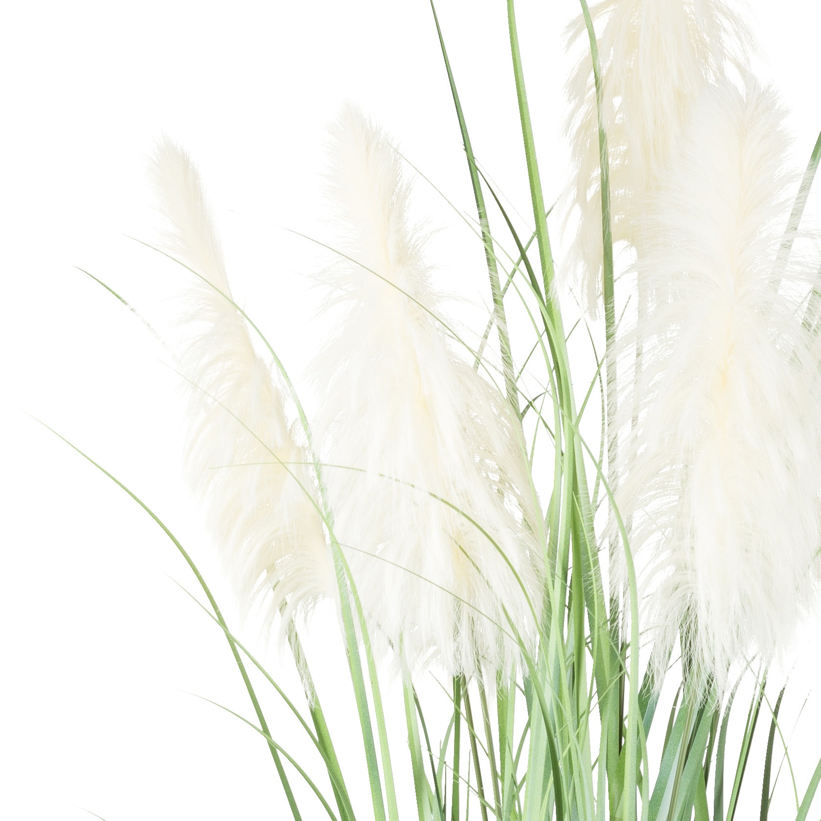 Creativ green Kunstgras »Pampasgras«, mit fünf Pampasgrasblüten