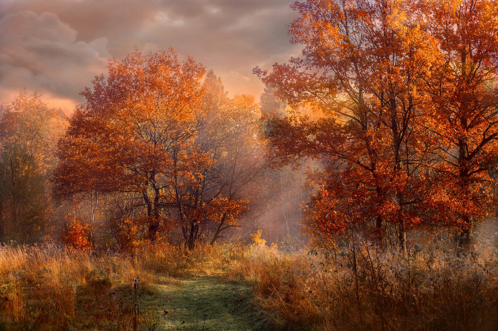 Papermoon Fototapete »HERBST-WALD-ROTE EICHEN BAUM NATUR PFLANZE SONNE NEBEL«