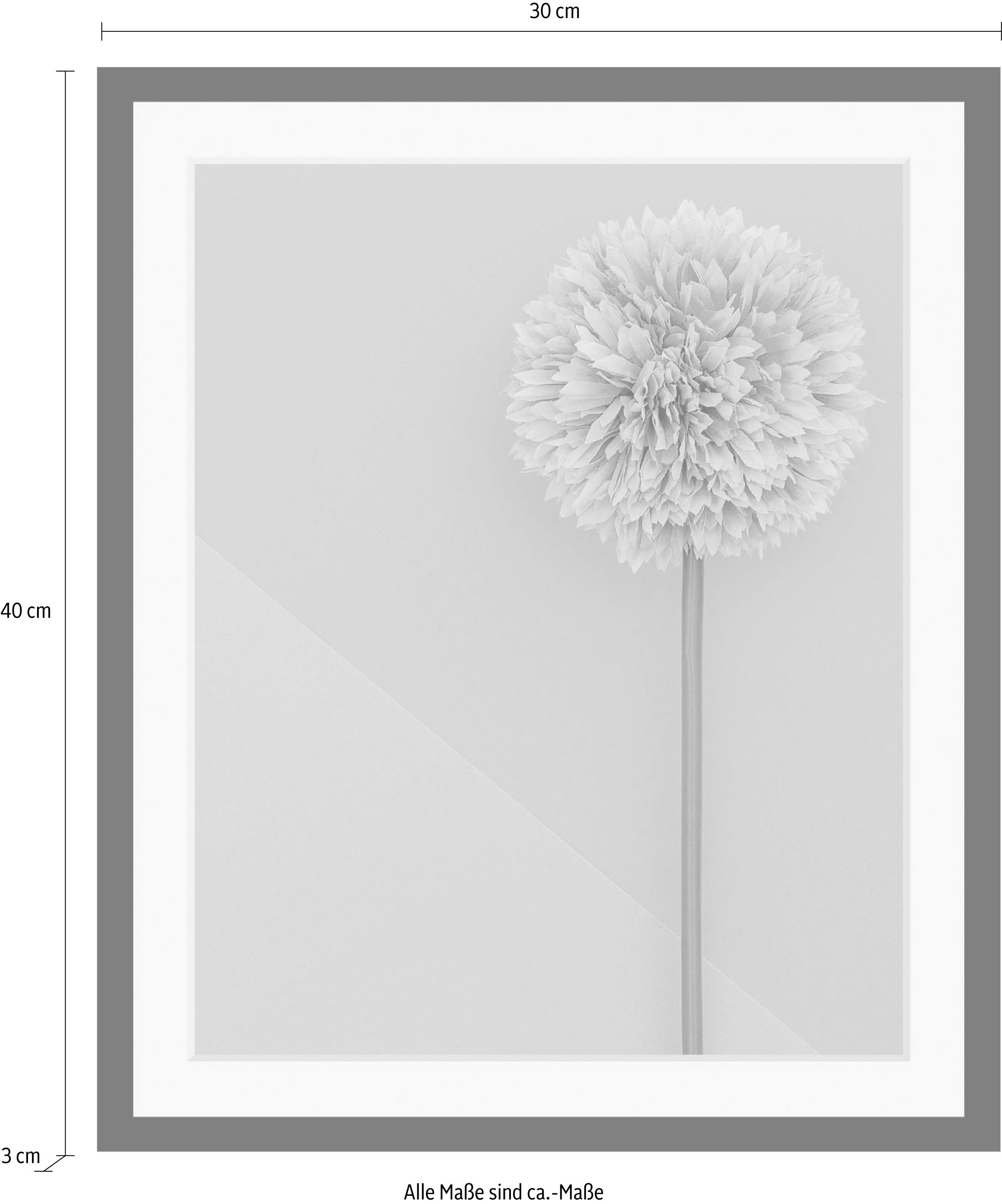queence Bild »Pusteblume« Blumen | Blumenbilder | Kunst | Pflanzen HD Premium Poster-Druck inkl. Holzrahmen