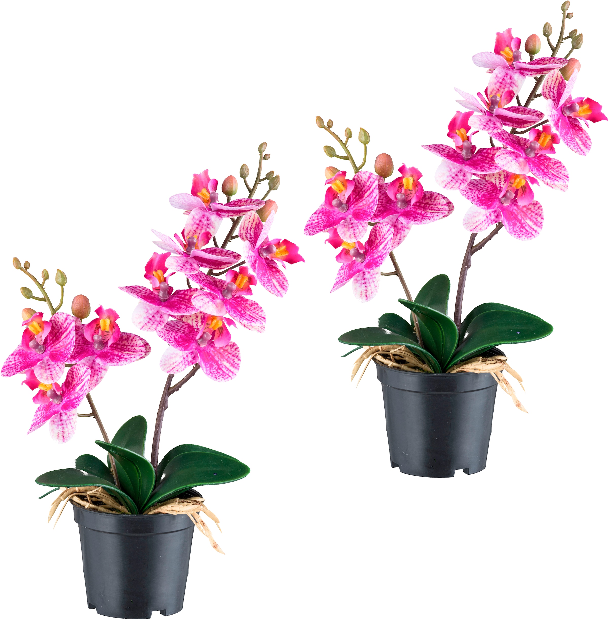 Creativ green Kunstorchidee "Orchidee Phalaenopsis", mit real-touch-Blüten