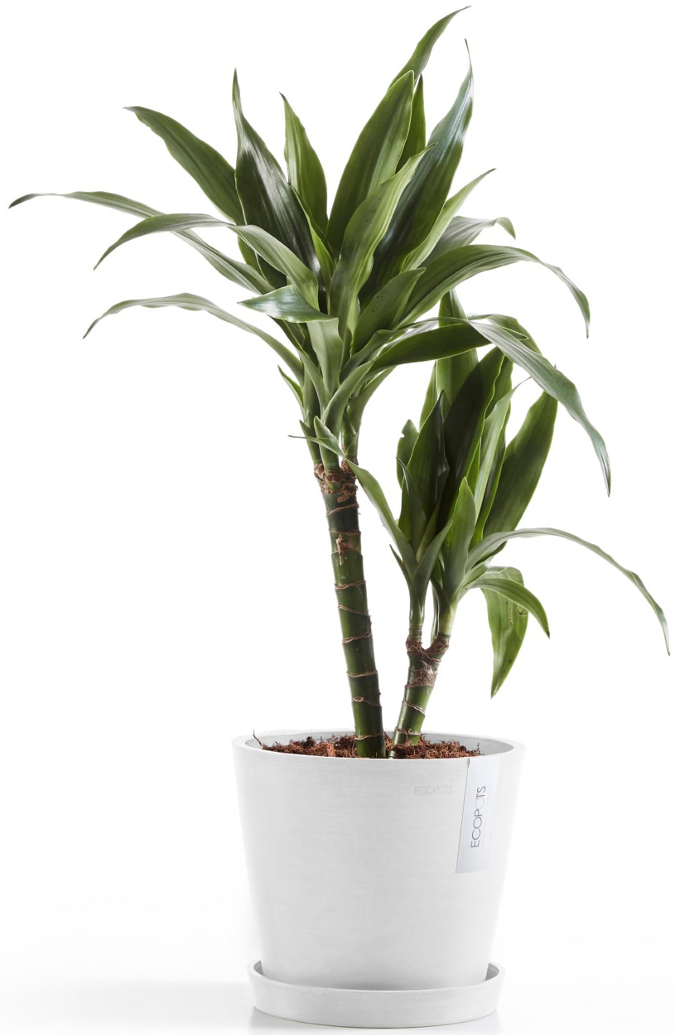 ECOPOTS Blumentopf »Amsterdam 20 + Wassersystem Weißgrau«, für innen und außen: frostsicher, bruchsicher und lichtbeständig