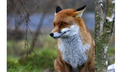Fototapete »Red Fox«