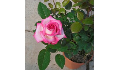 BCM Beetpflanze »Rose Parfum D'Orleans«, (1 St.), Höhe 30 cm, 1 Pflanze kaufen
