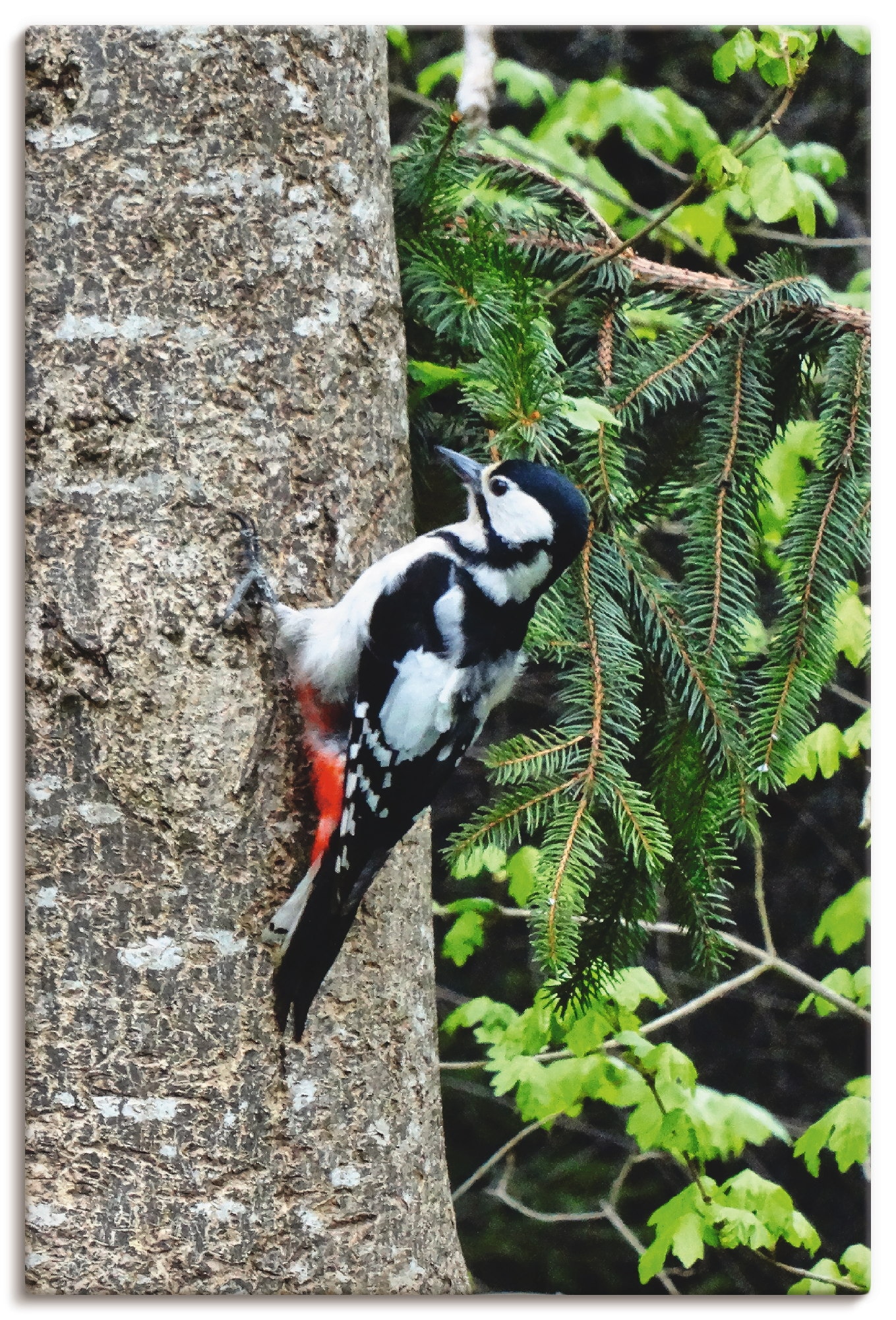 Artland Wandbild "Buntspecht im Wald", Vögel, (1 St.), als Leinwandbild, Po günstig online kaufen