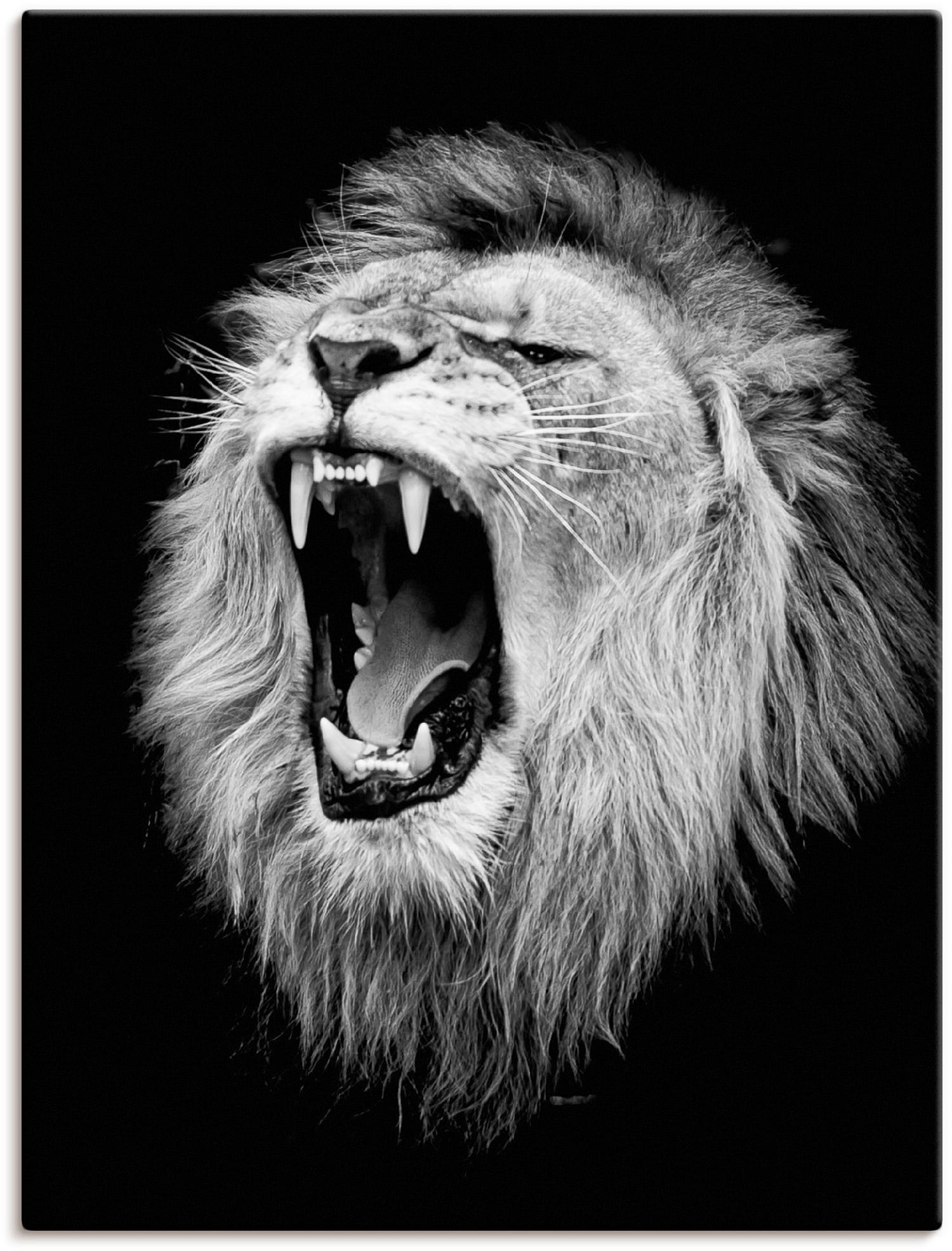 Artland Wandbild »Der Löwe«, Wildtiere, (1 St.), als Alubild, Leinwandbild,  Wandaufkleber oder Poster in versch. Größen kaufen | BAUR