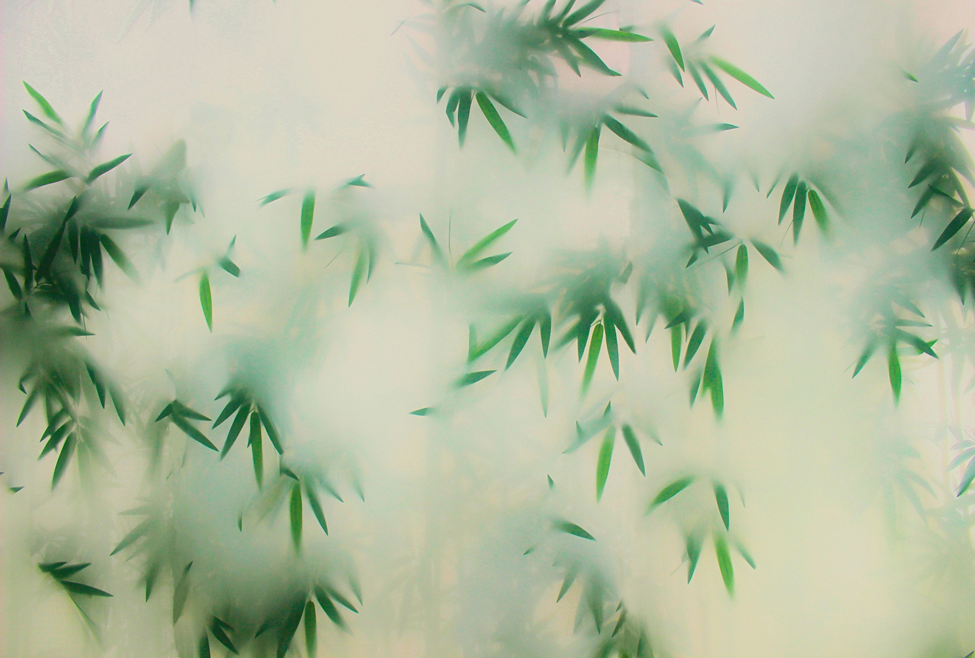 living walls Fototapete "Walls by Patel Panda`s Paradise" glatt Vlies, Wand günstig online kaufen